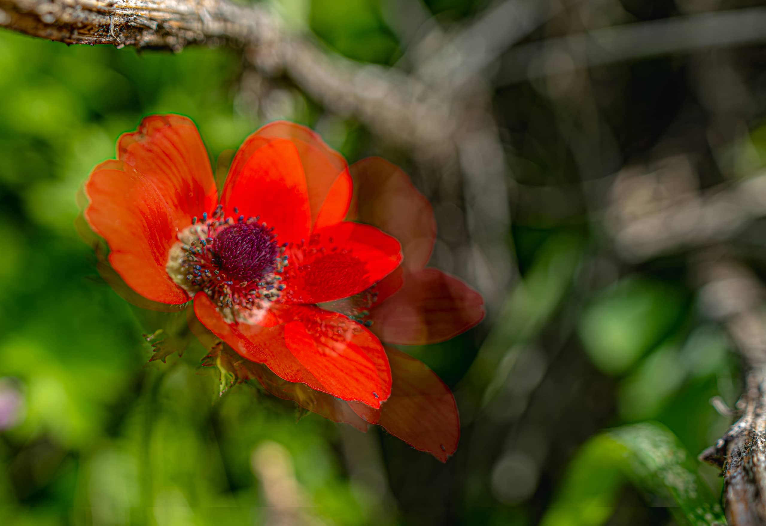Flower Spring, a fine-art photograph by Ali Abu Ras