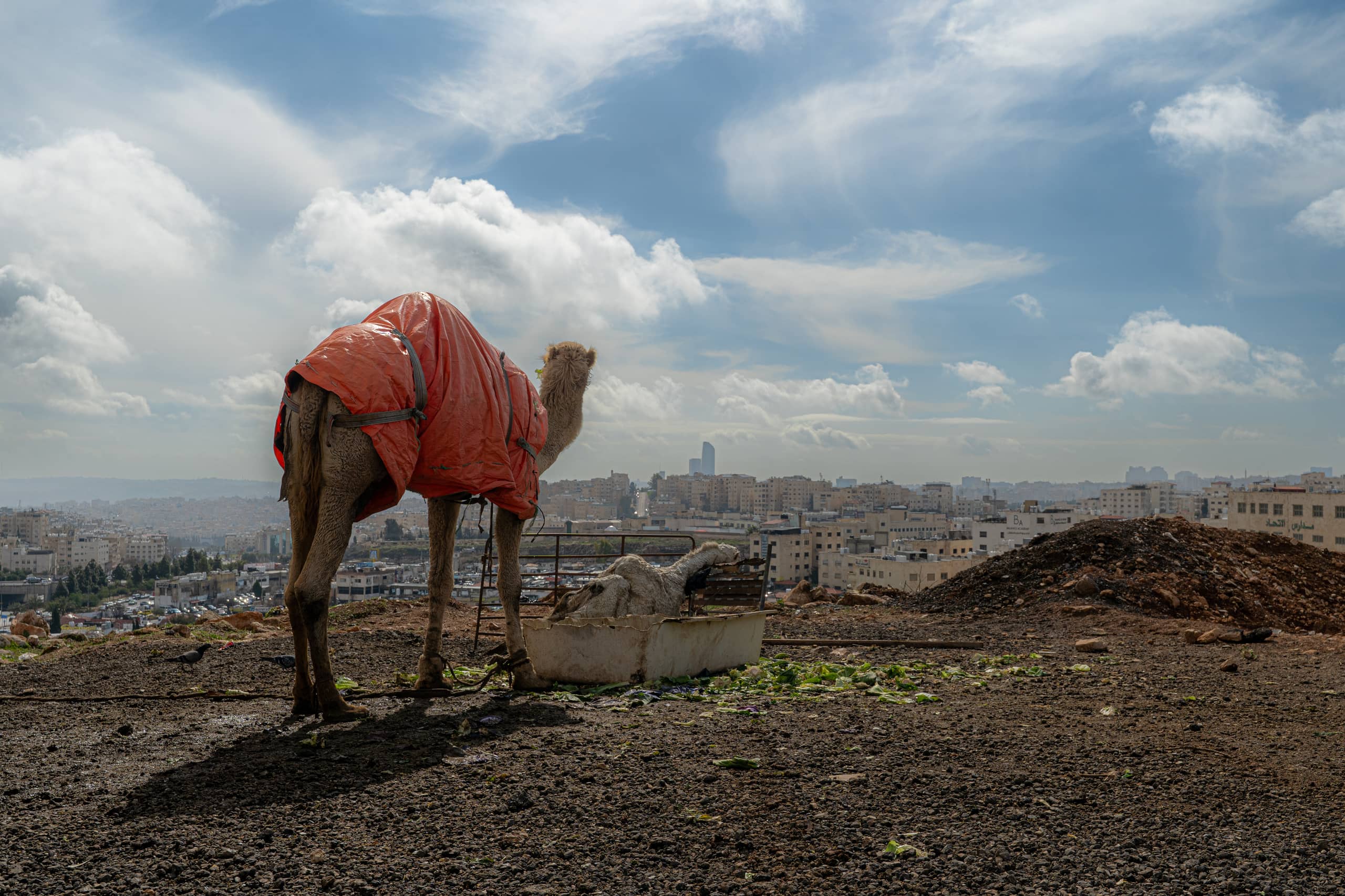 A camel covered in an orange tarp stands on dirt ground overlooking a sprawling city under a cloudy blue sky.