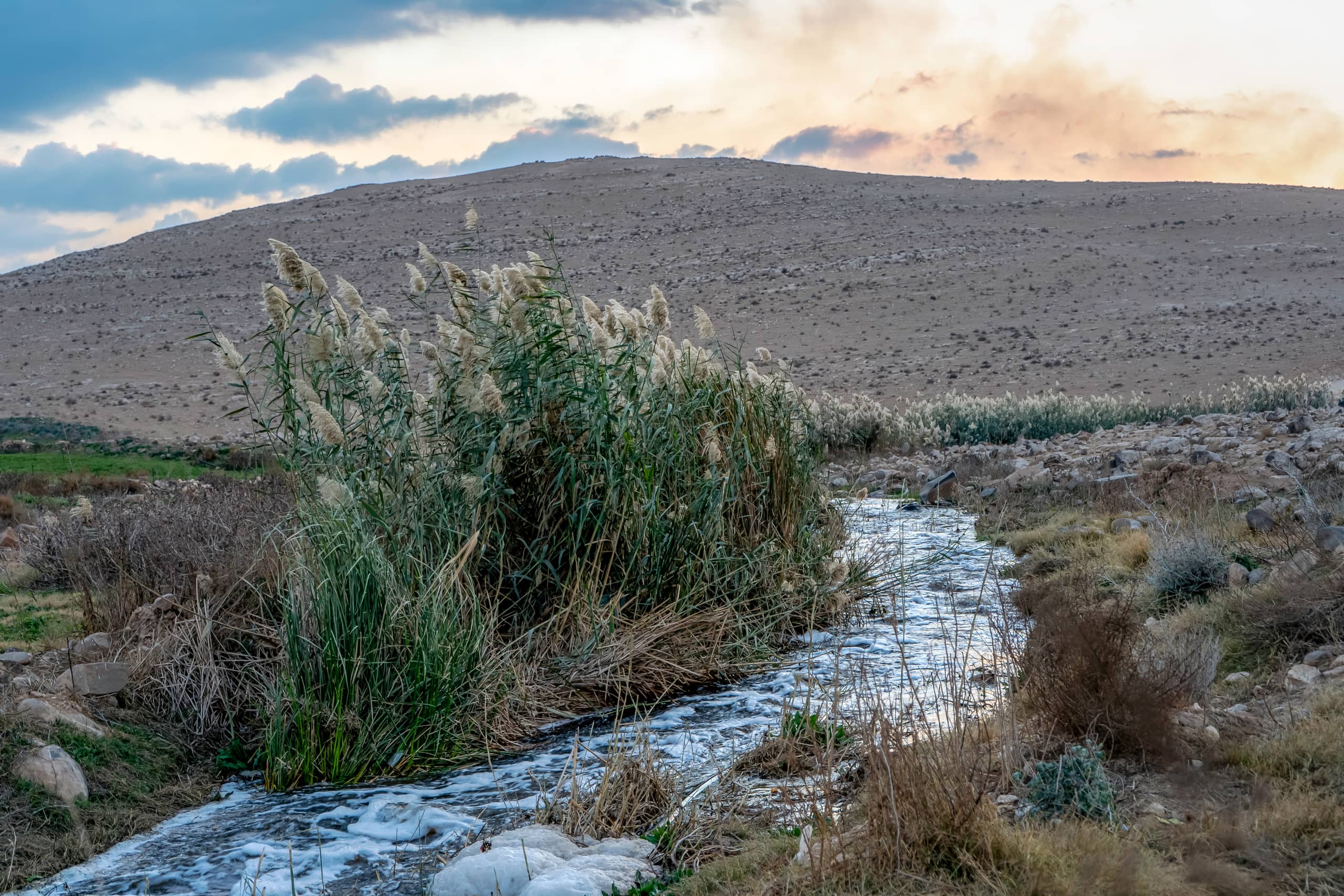 Feilds Plants Sunset, a fine-art photograph by Ali Abu Ras