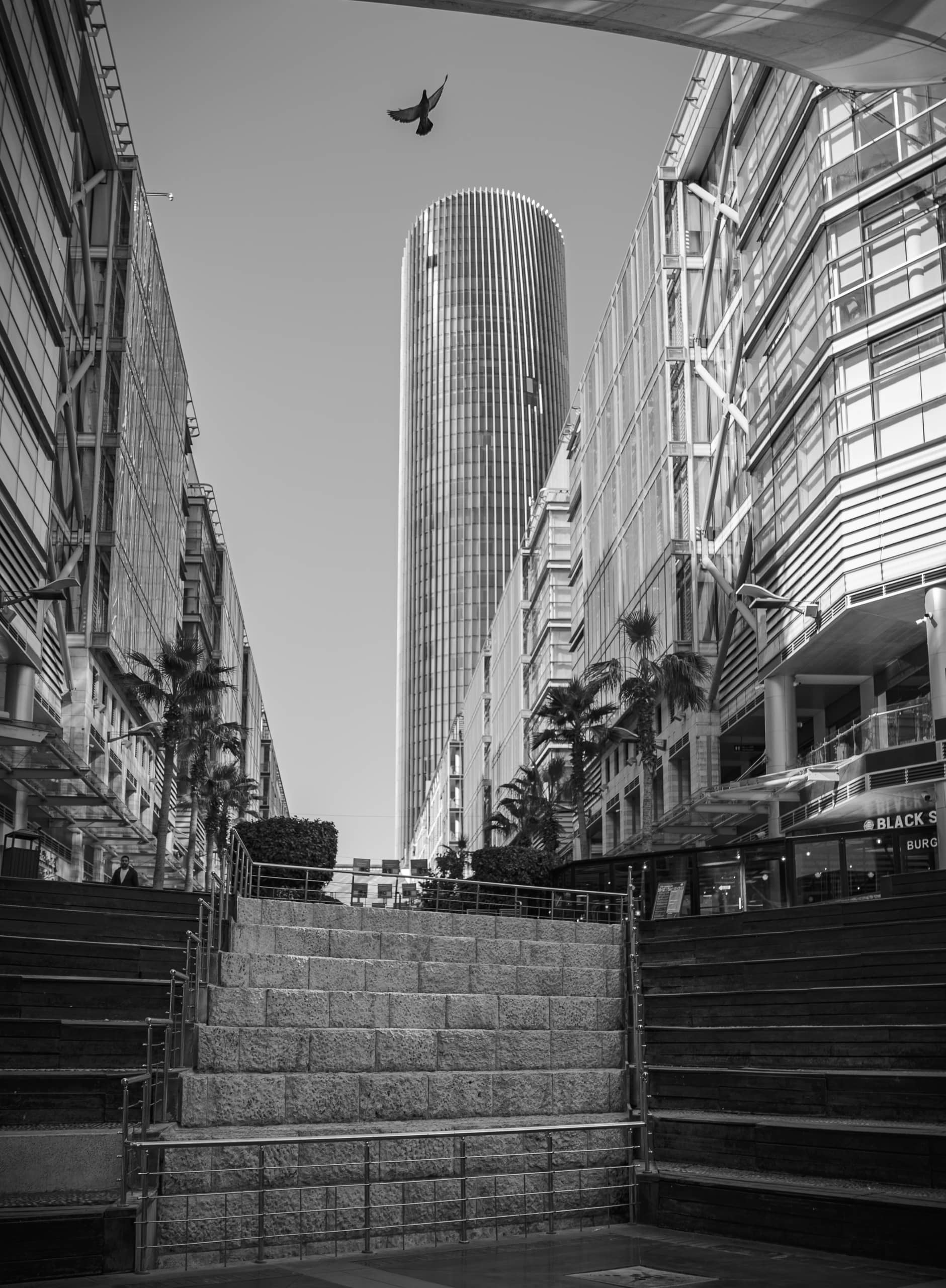 Bolivard Bird Amman, a fine-art photograph by Ali Abu Ras