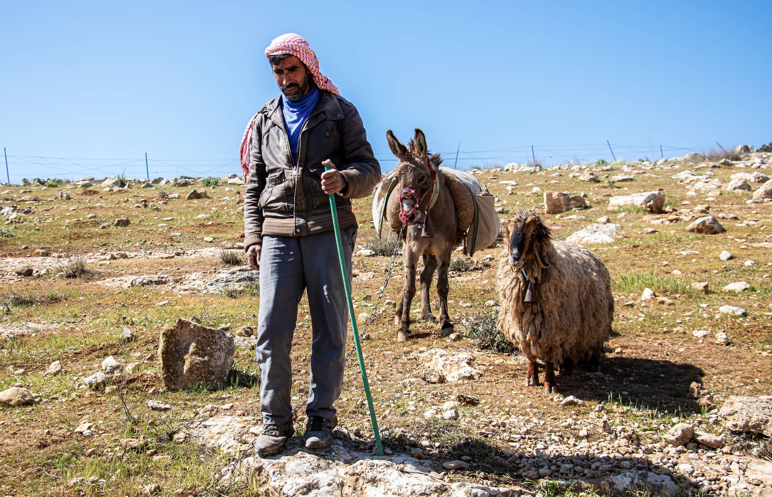 MAN Shepherd Sheep Garesa Feild, a fine-art photograph by Ali Abu Ras