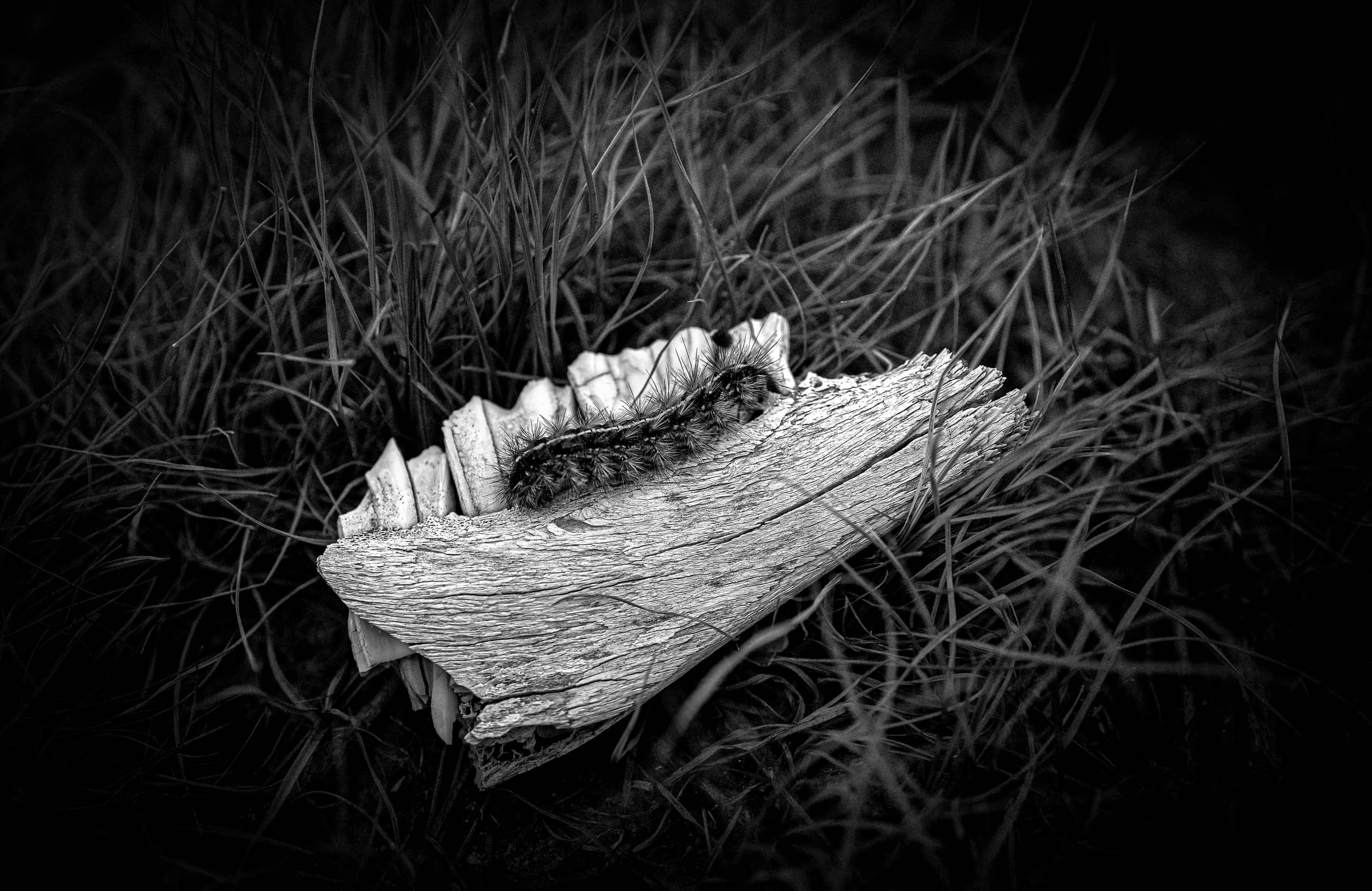 Instinct Bons Grass Garessa, a fine-art photograph by Ali Abu Ras