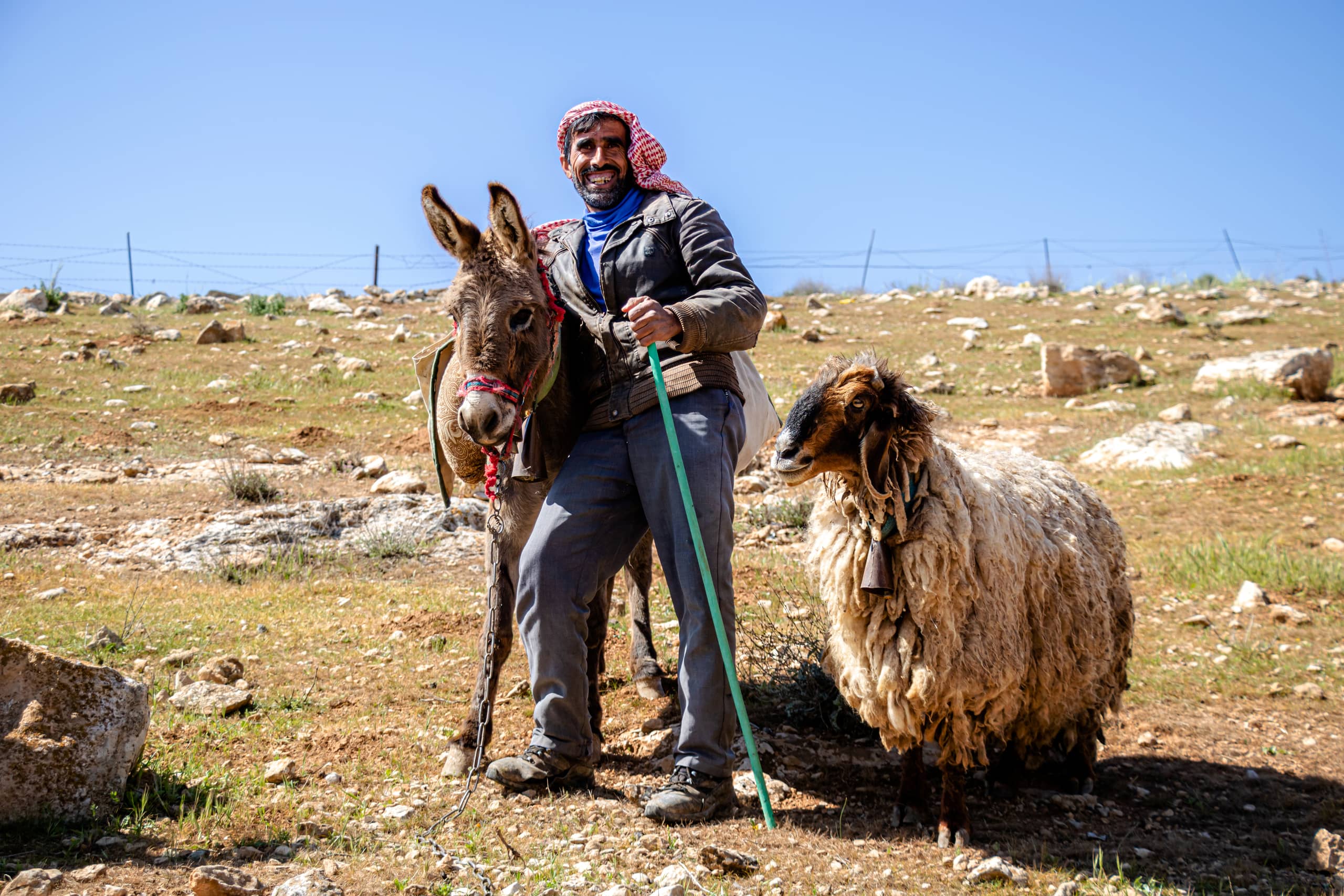 MAN Shepherd Sheep Garesa Feild, a fine-art photograph by Ali Abu Ras