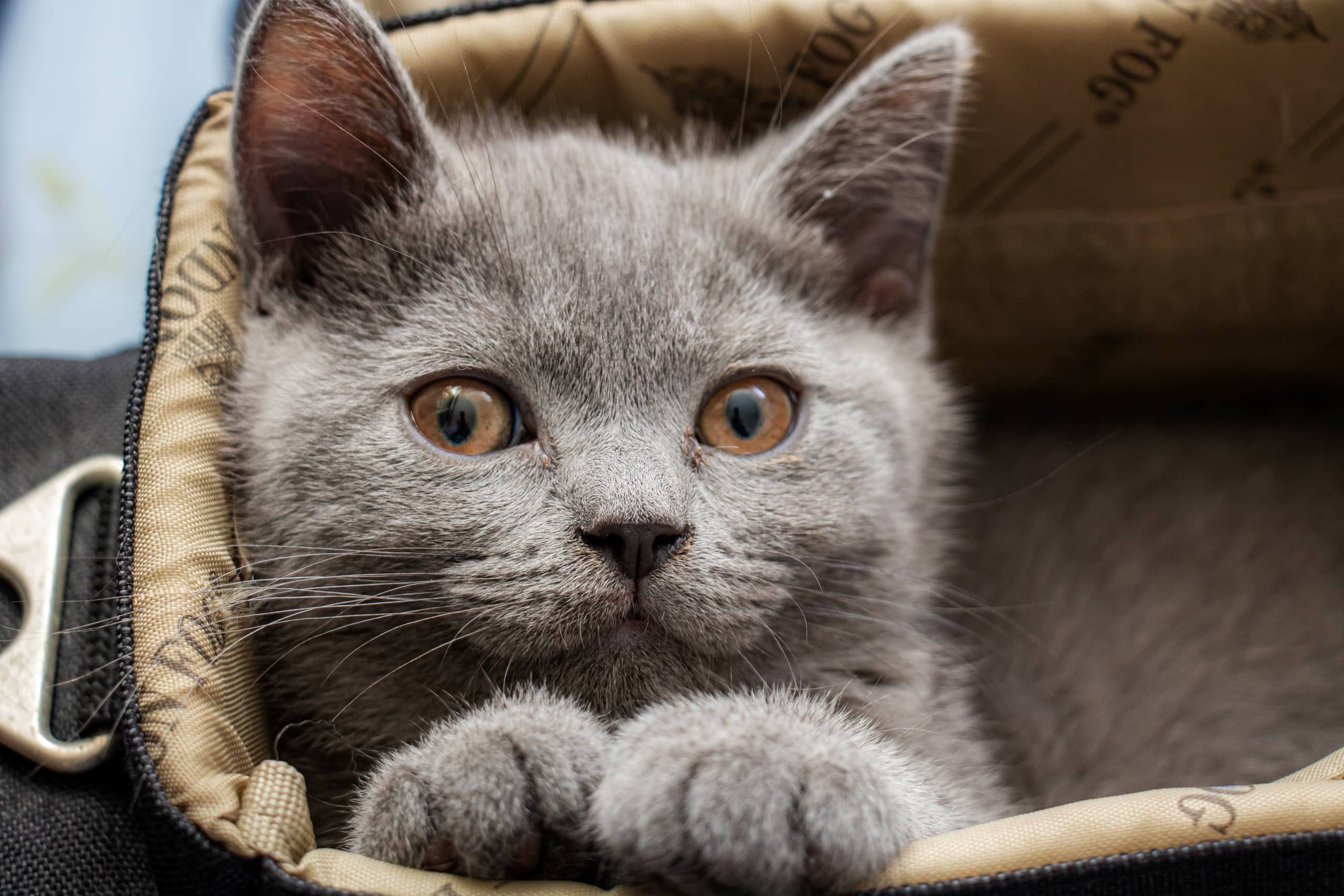 Animale CAT Gray Eyes BOX, a fine-art photograph by Ali Abu Ras