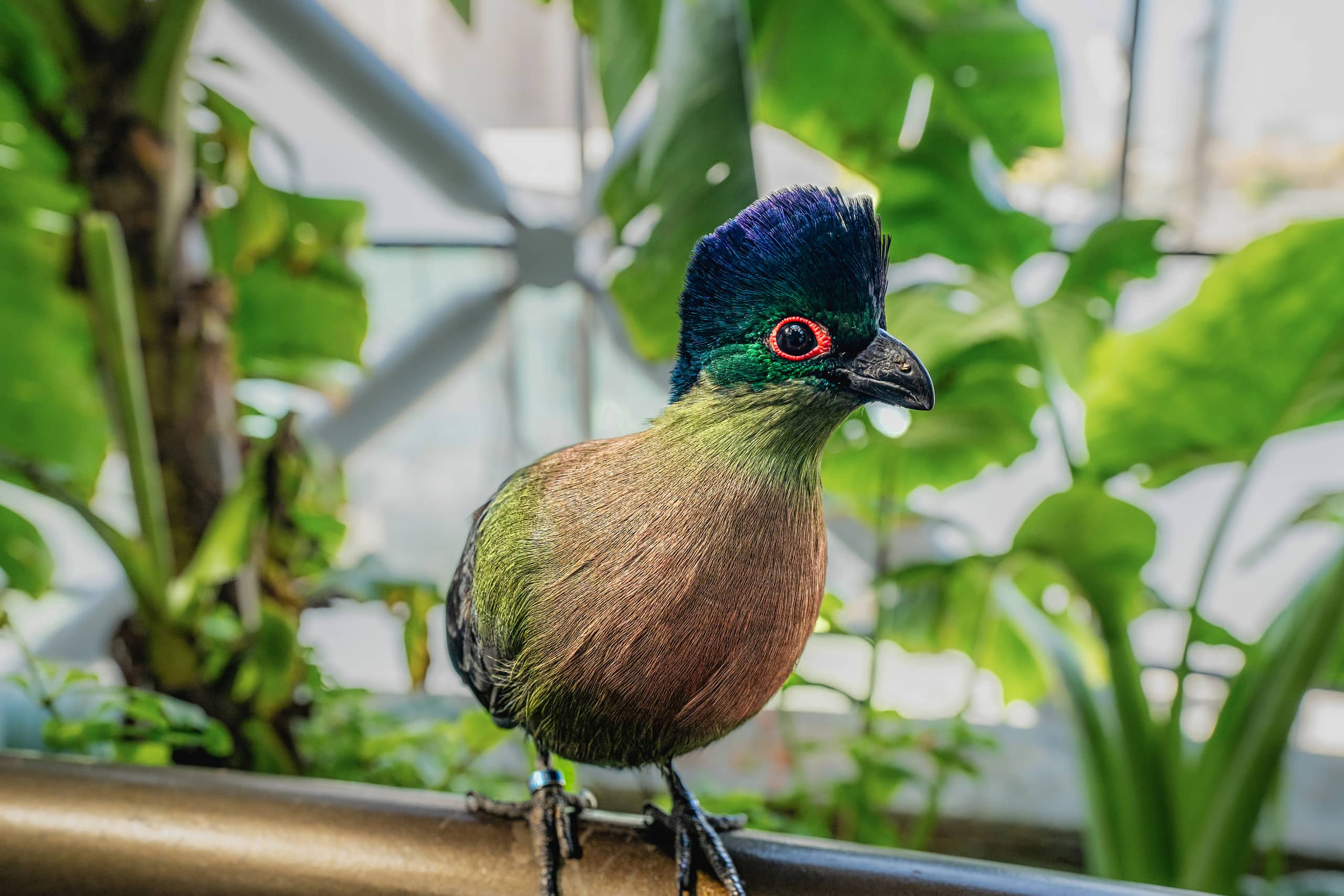 Close-up photograph of a colorful bird with a dark blue crest, shimmering green chest, and bright red eye ring perched on a rail in front of green leaves.