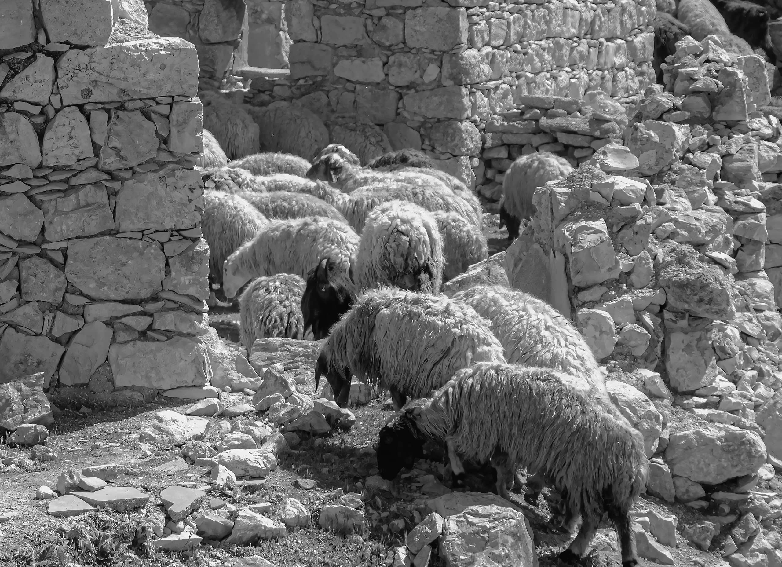 Garesa Field MEN Sheeps, a fine-art photograph by Ali Abu Ras