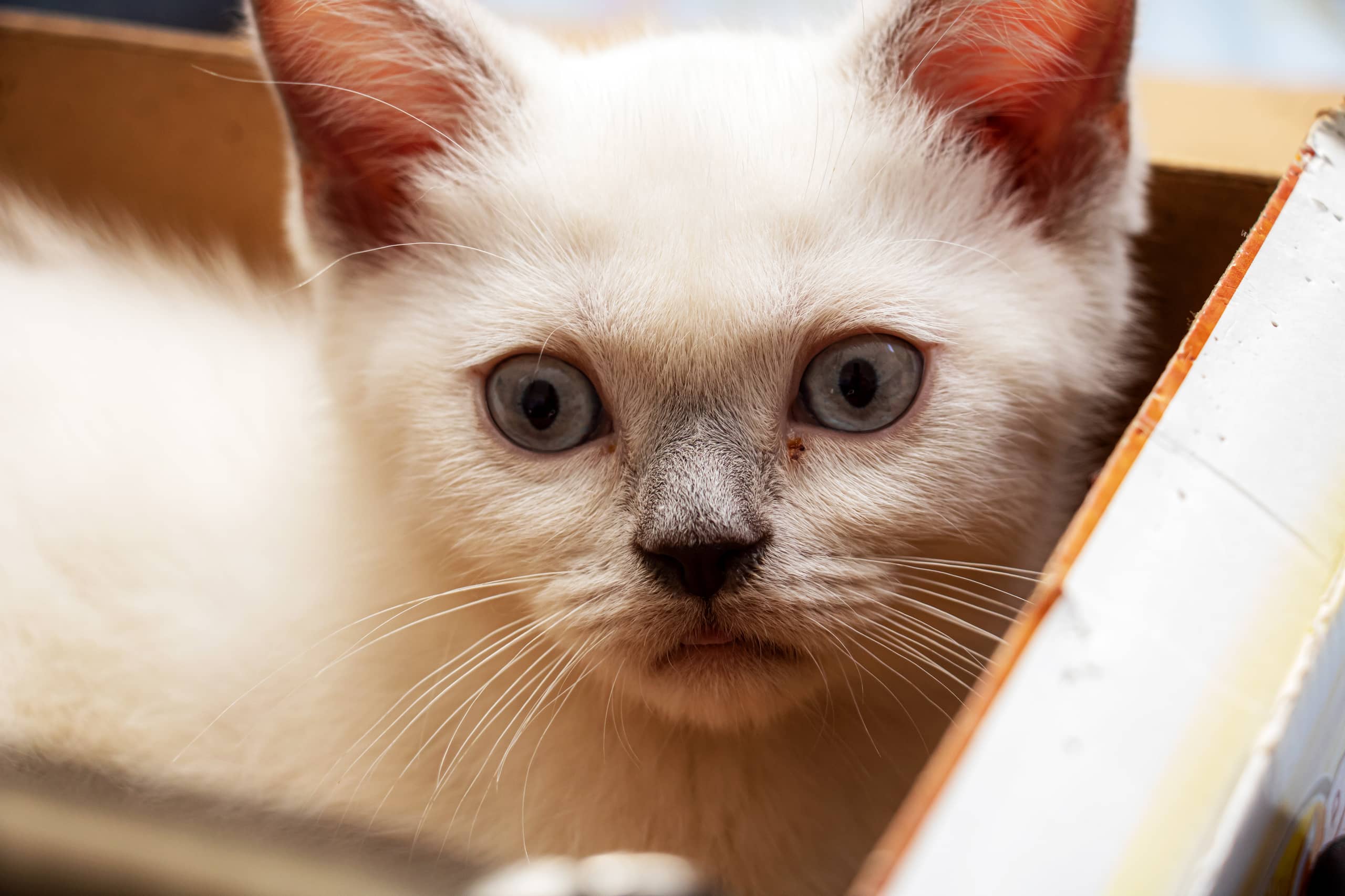 Animale CAT Gray Eyes BOX 7, a fine-art photograph by Ali Abu Ras
