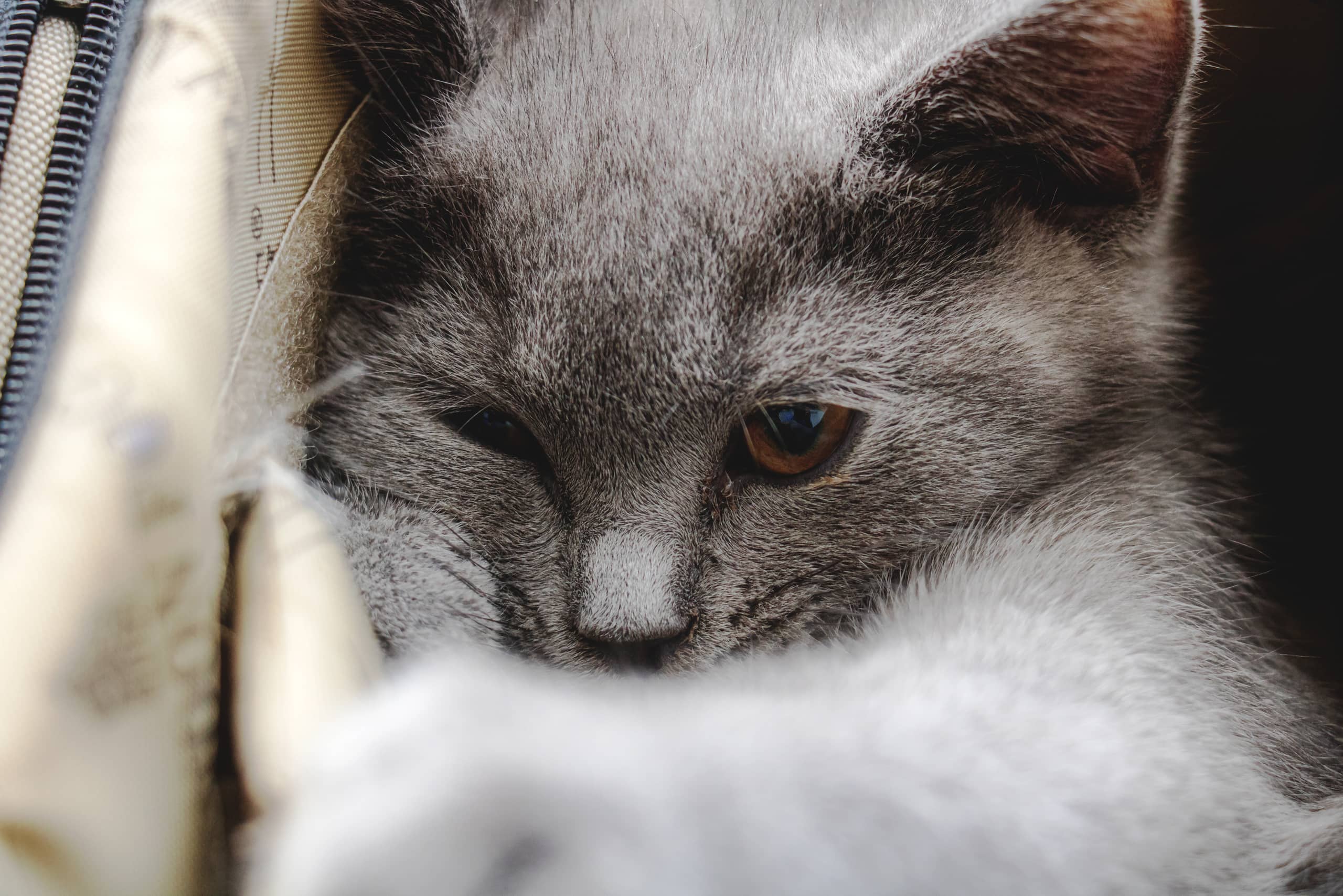 Animale CAT Gray Eyes BOX, a fine-art photograph by Ali Abu Ras