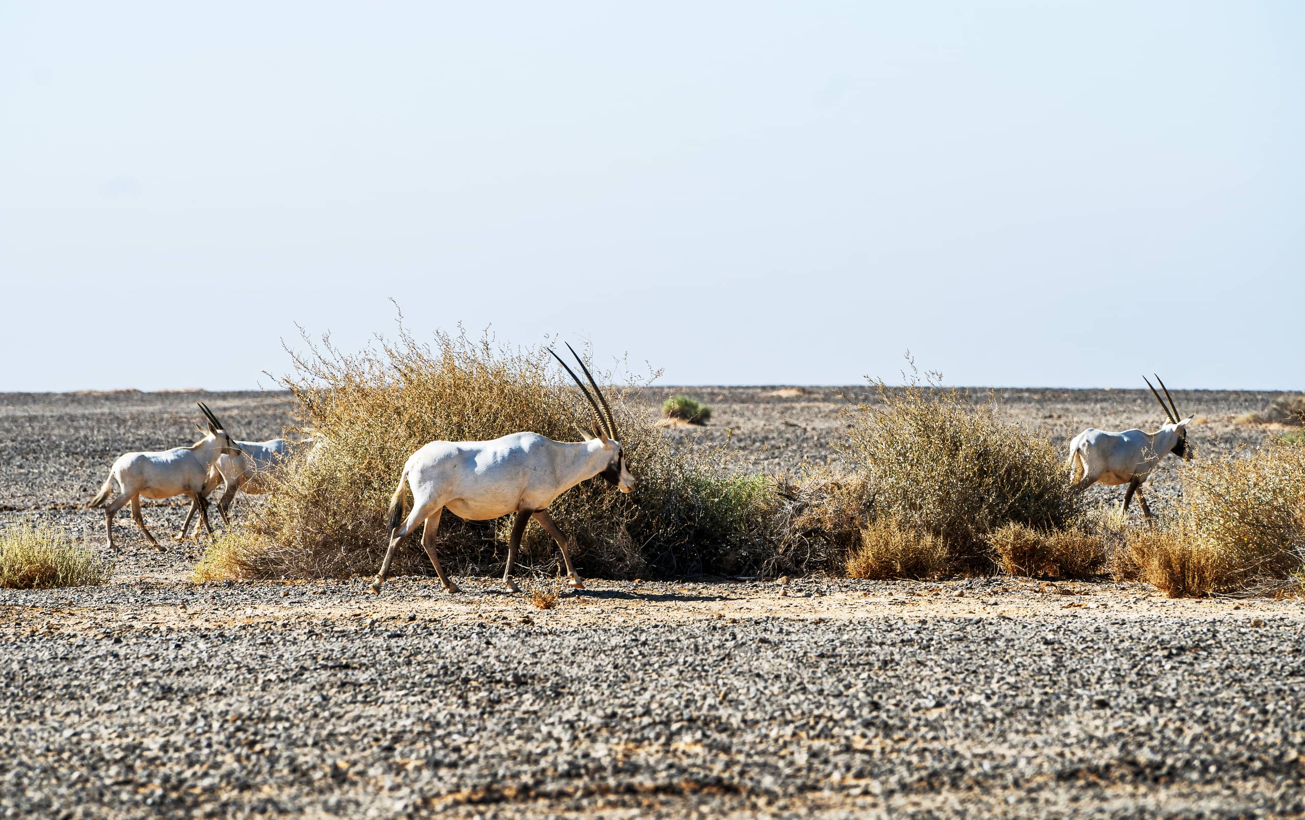 Animals Maha Jordan Azraq, a fine-art photograph by Ali Abu Ras