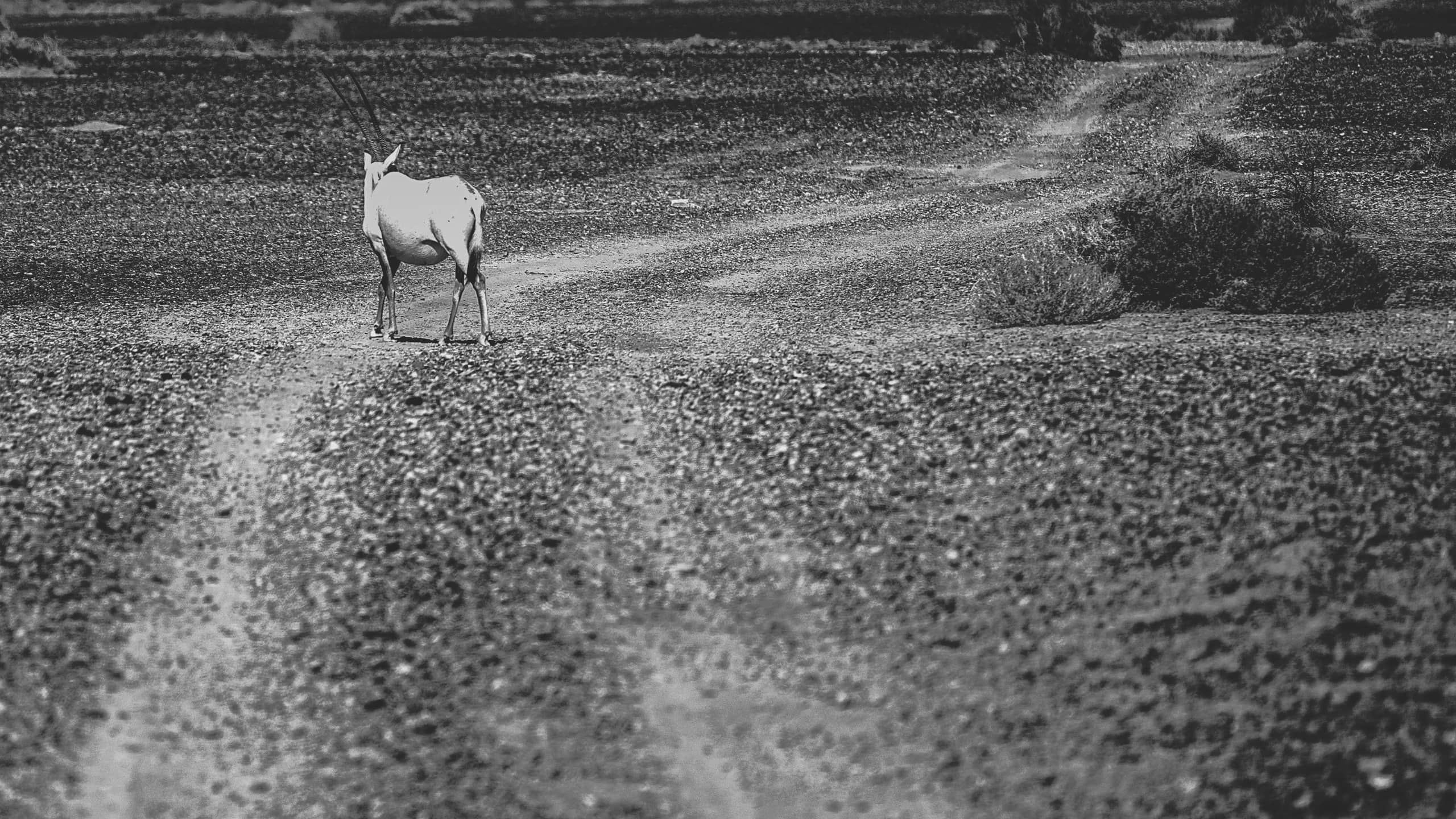 Animals Maha Jordan Azraq, a fine-art photograph by Ali Abu Ras