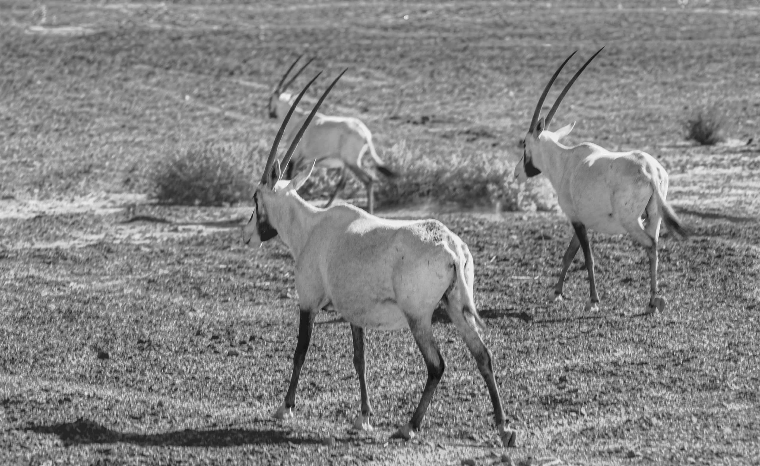 Animals Maha Jordan Azraq, a fine-art photograph by Ali Abu Ras
