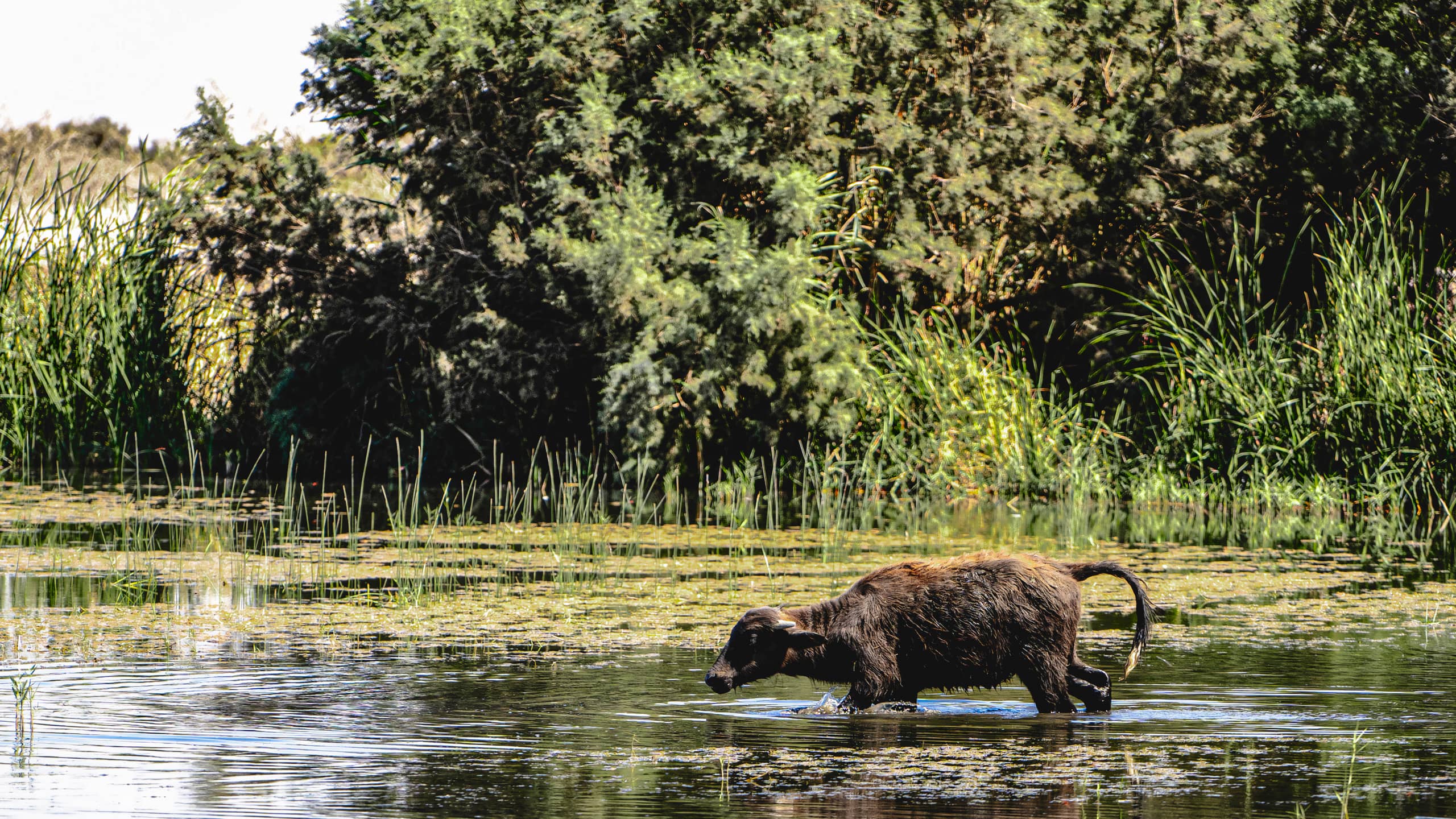 Animals Bafalo Jordan Azraq, a fine-art photograph by Ali Abu Ras
