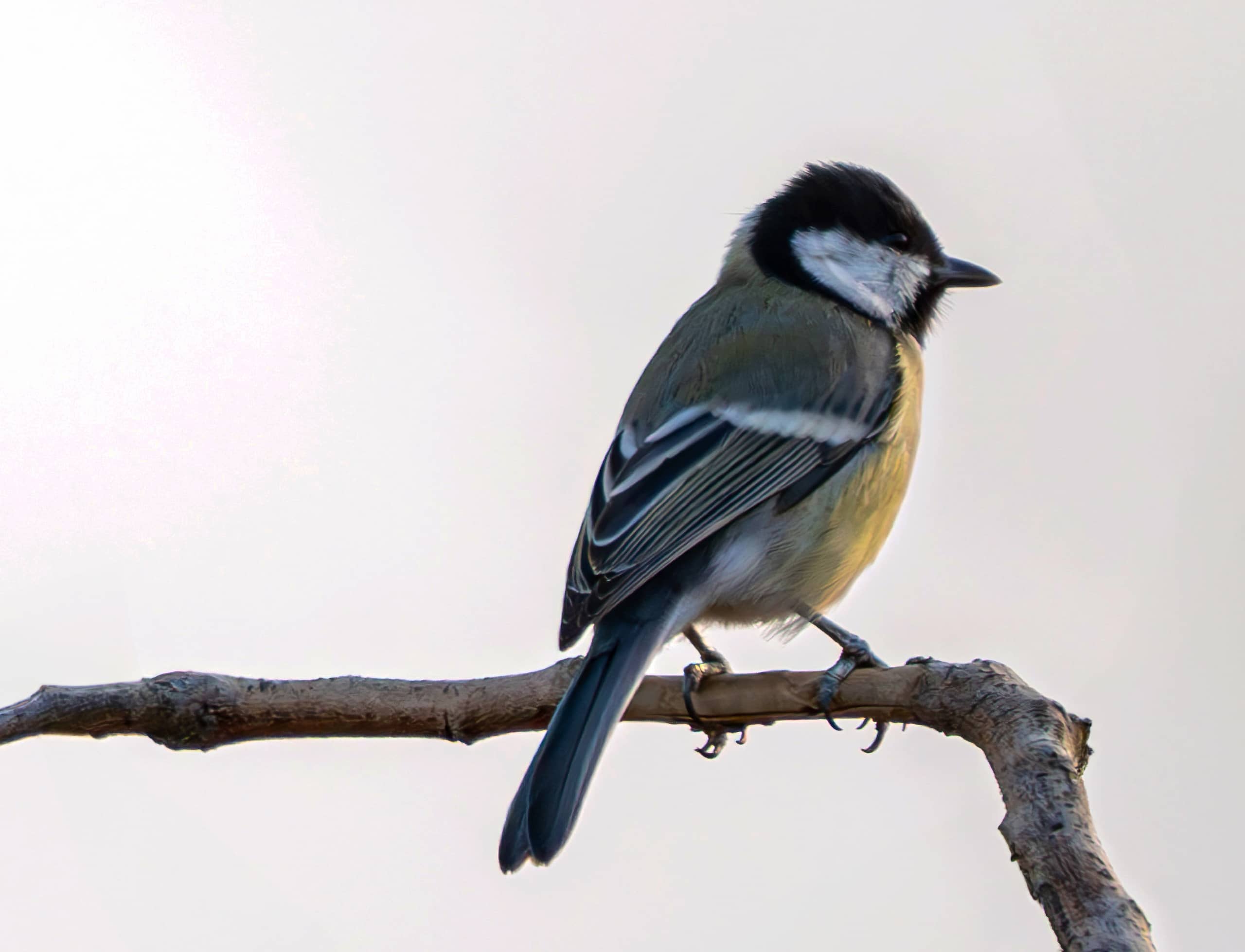 Animals Bird Daha Jordan 0, a fine-art photograph by Ali Abu Ras