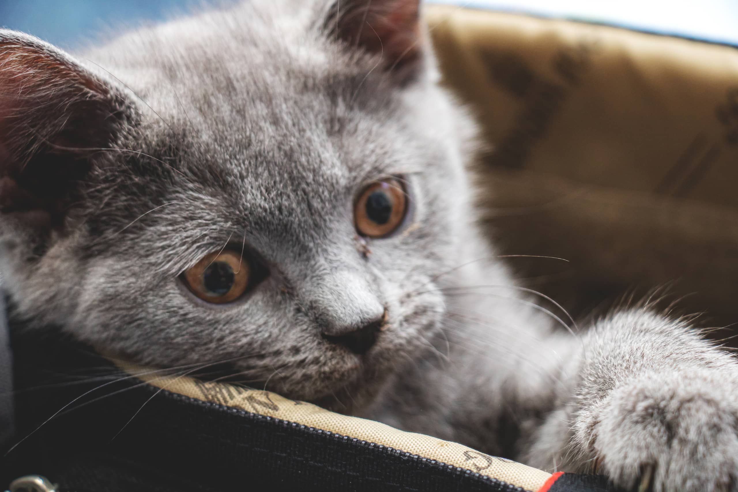 Animale CAT Gray Eyes BOX, a fine-art photograph by Ali Abu Ras