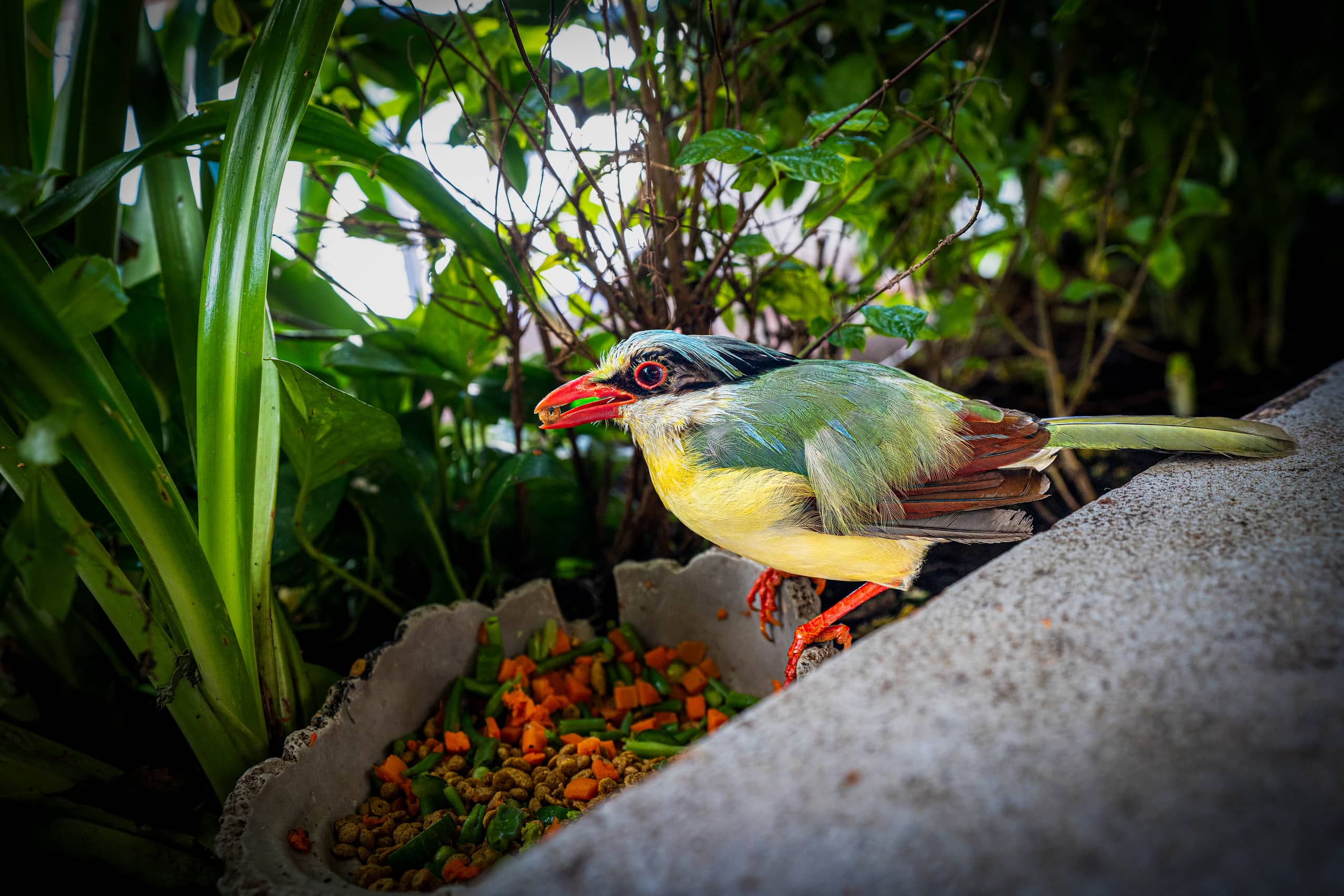 A colorful bird with a red beak, green wings, and yellow chest stands next to a textured stone feeding dish containing chopped carrots and greens amidst lush tropical foliage.