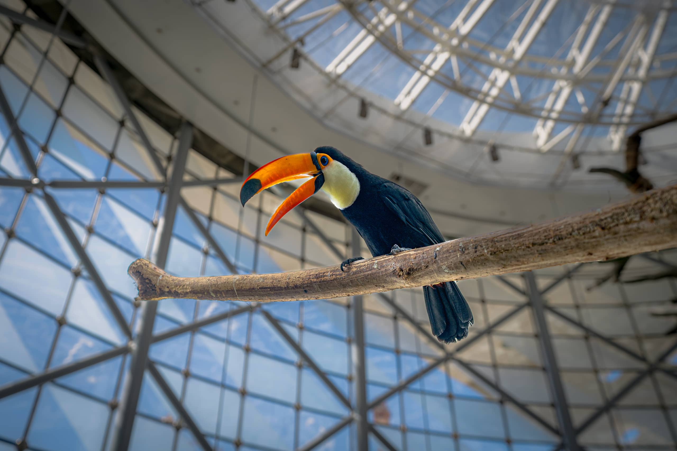 A toucan with a prominent orange beak perched diagonally on a branch inside a modern glass and steel architectural enclosure.