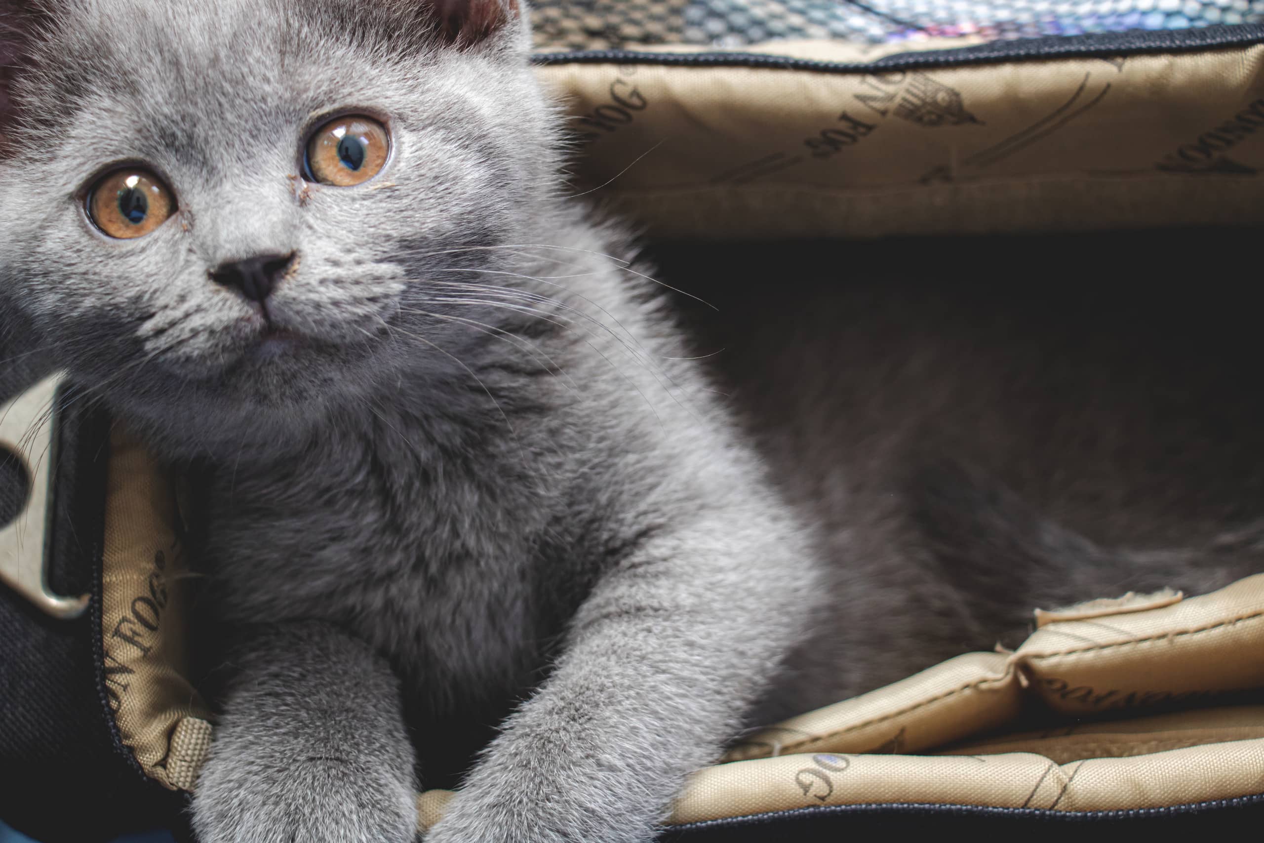 Animale CAT Gray Eyes BOX, a fine-art photograph by Ali Abu Ras