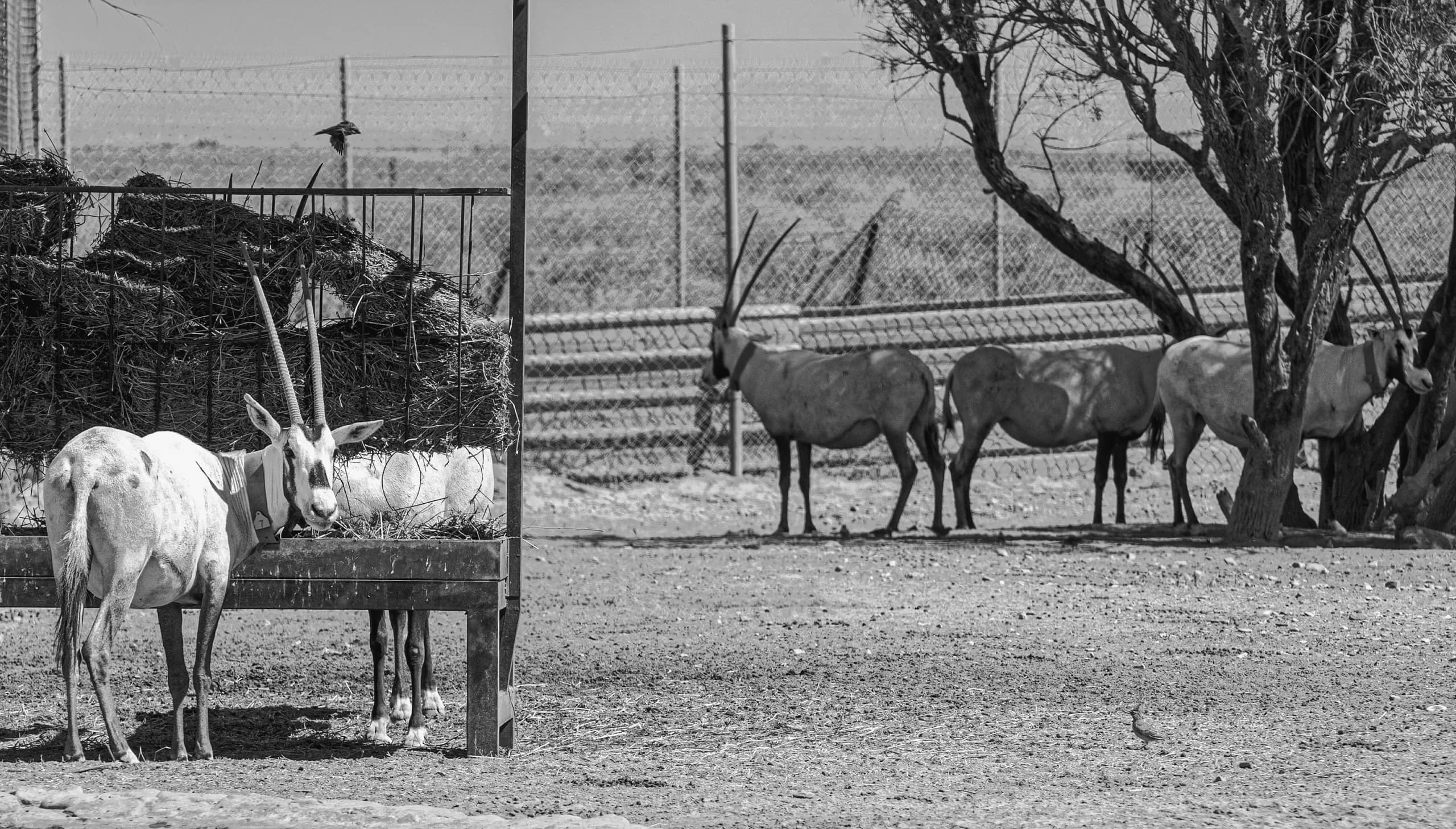 Animals Maha Jordan Azraq, a fine-art photograph by Ali Abu Ras