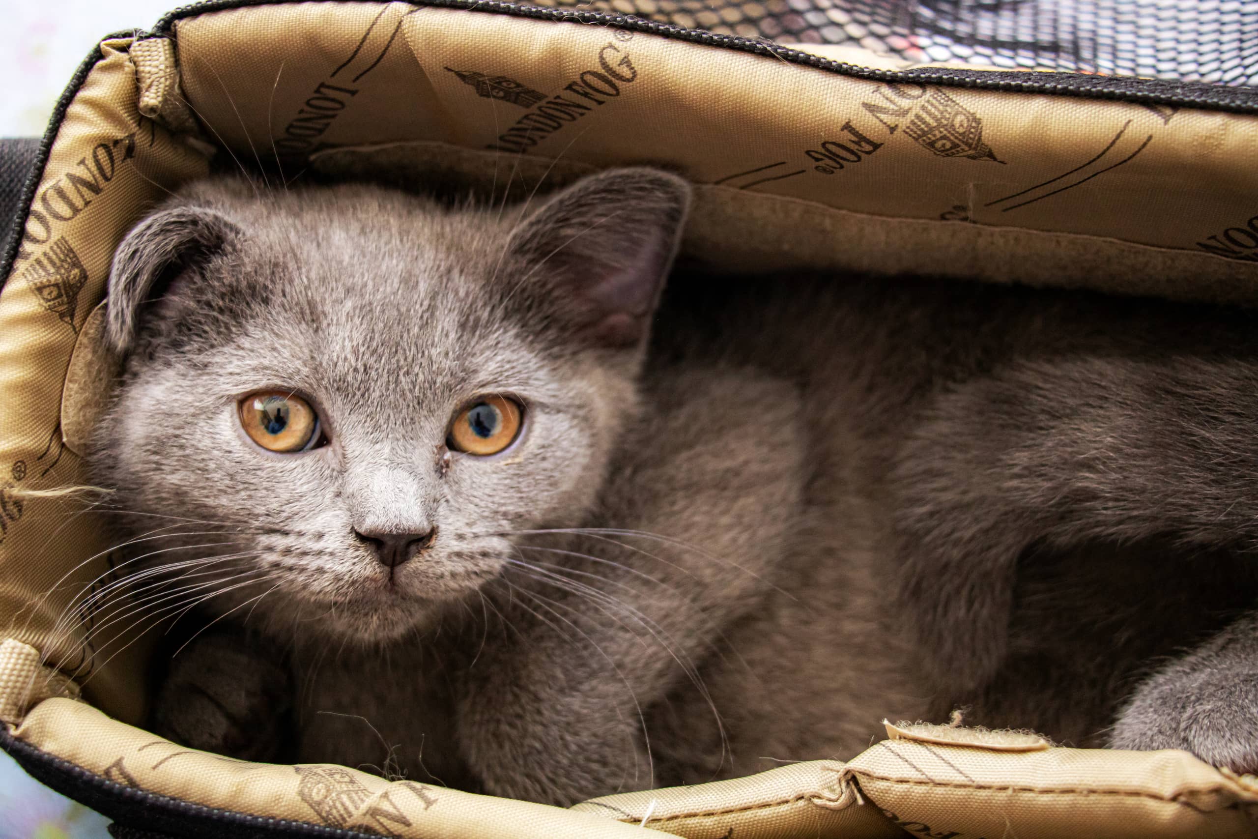 Animale CAT Gray Eyes BOX, a fine-art photograph by Ali Abu Ras