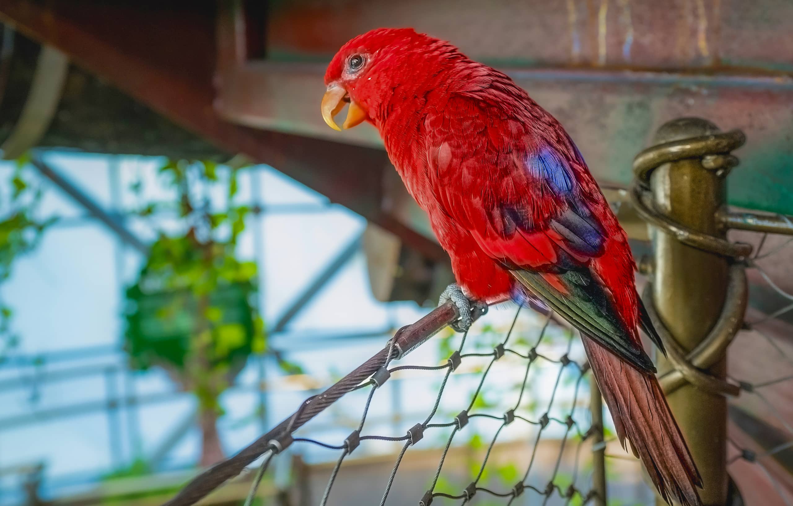 Bird Green Planet Dubai, a fine-art photograph by Ali Abu Ras