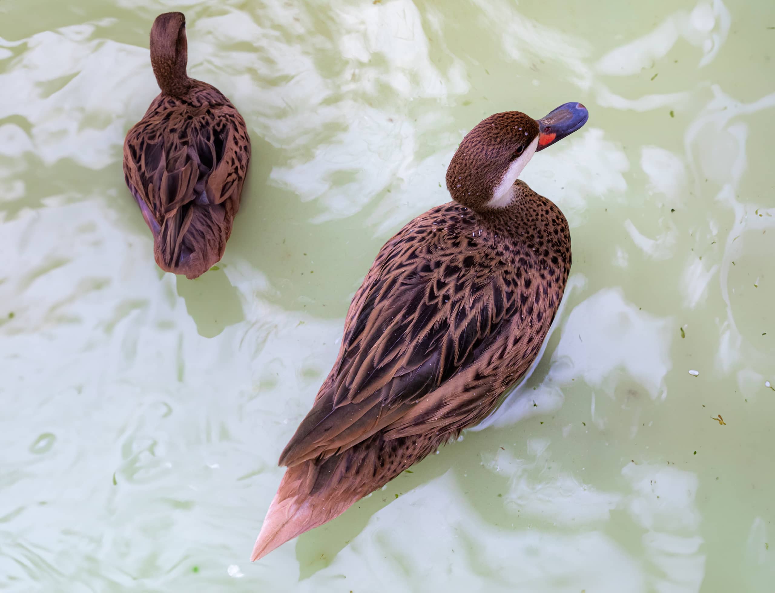 Animals Duck Simg, a fine-art photograph by Ali Abu Ras