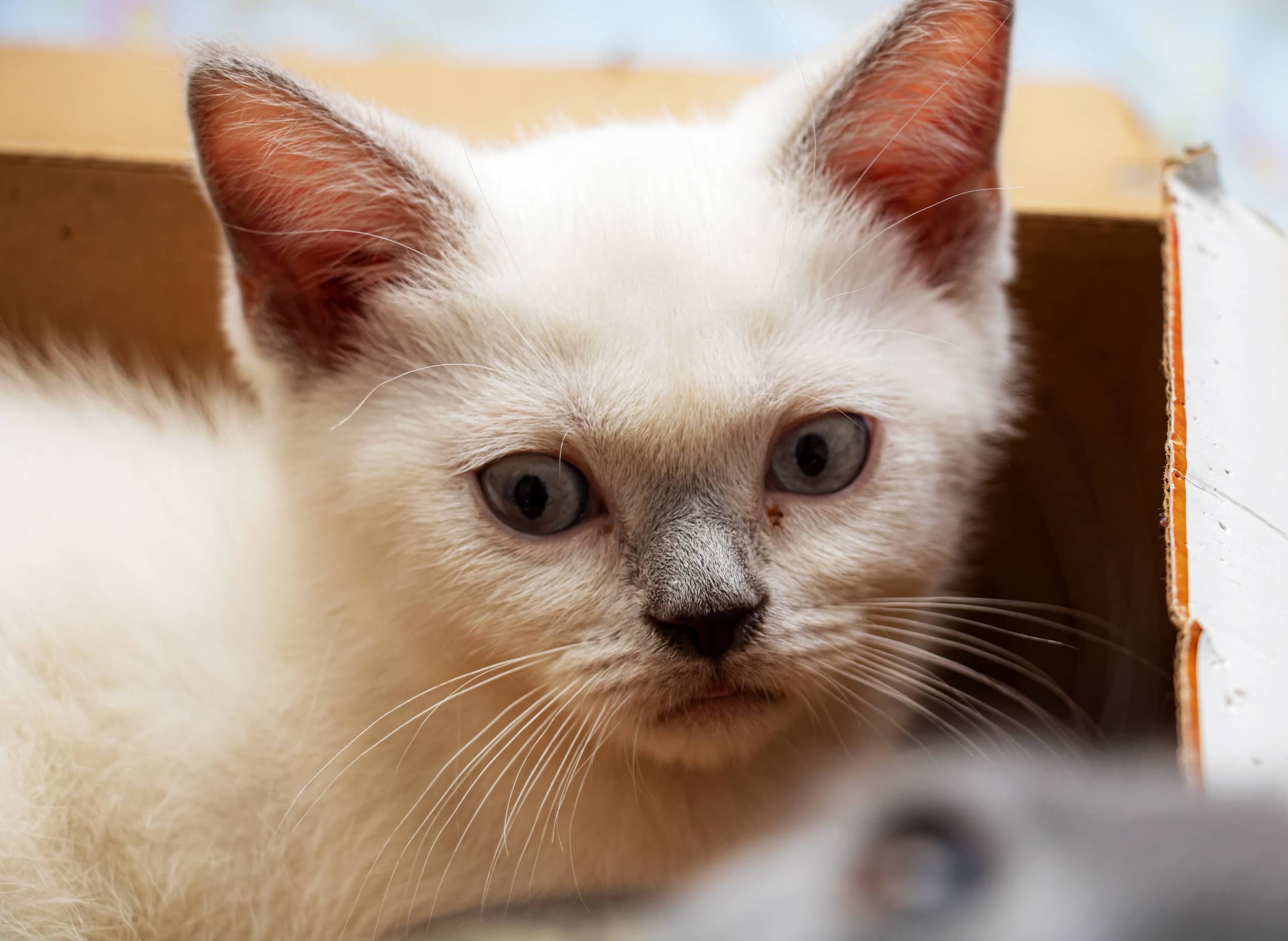 Animale CAT Gray Eyes BOX 8, a fine-art photograph by Ali Abu Ras