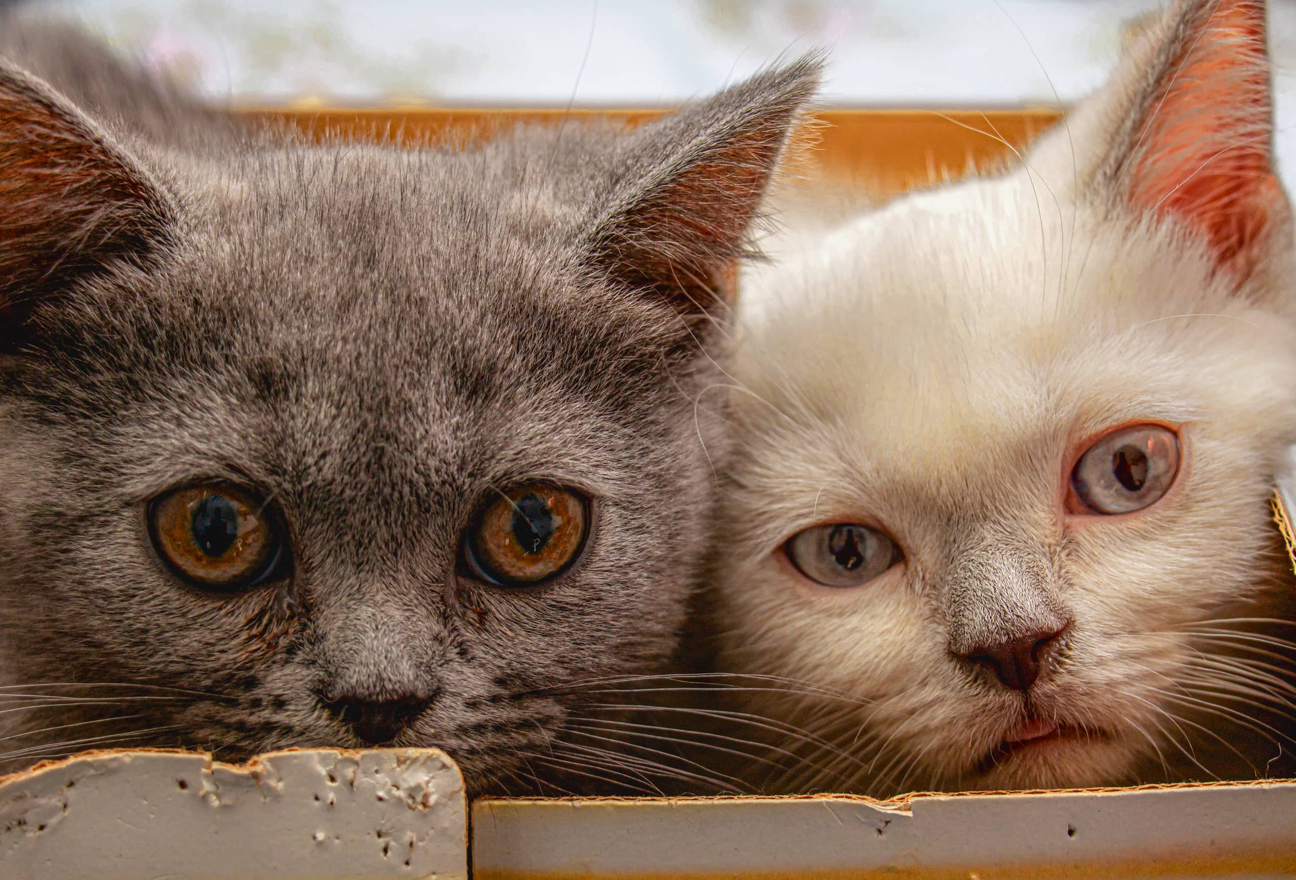 Animale CAT Gray Eyes BOX 4, a fine-art photograph by Ali Abu Ras