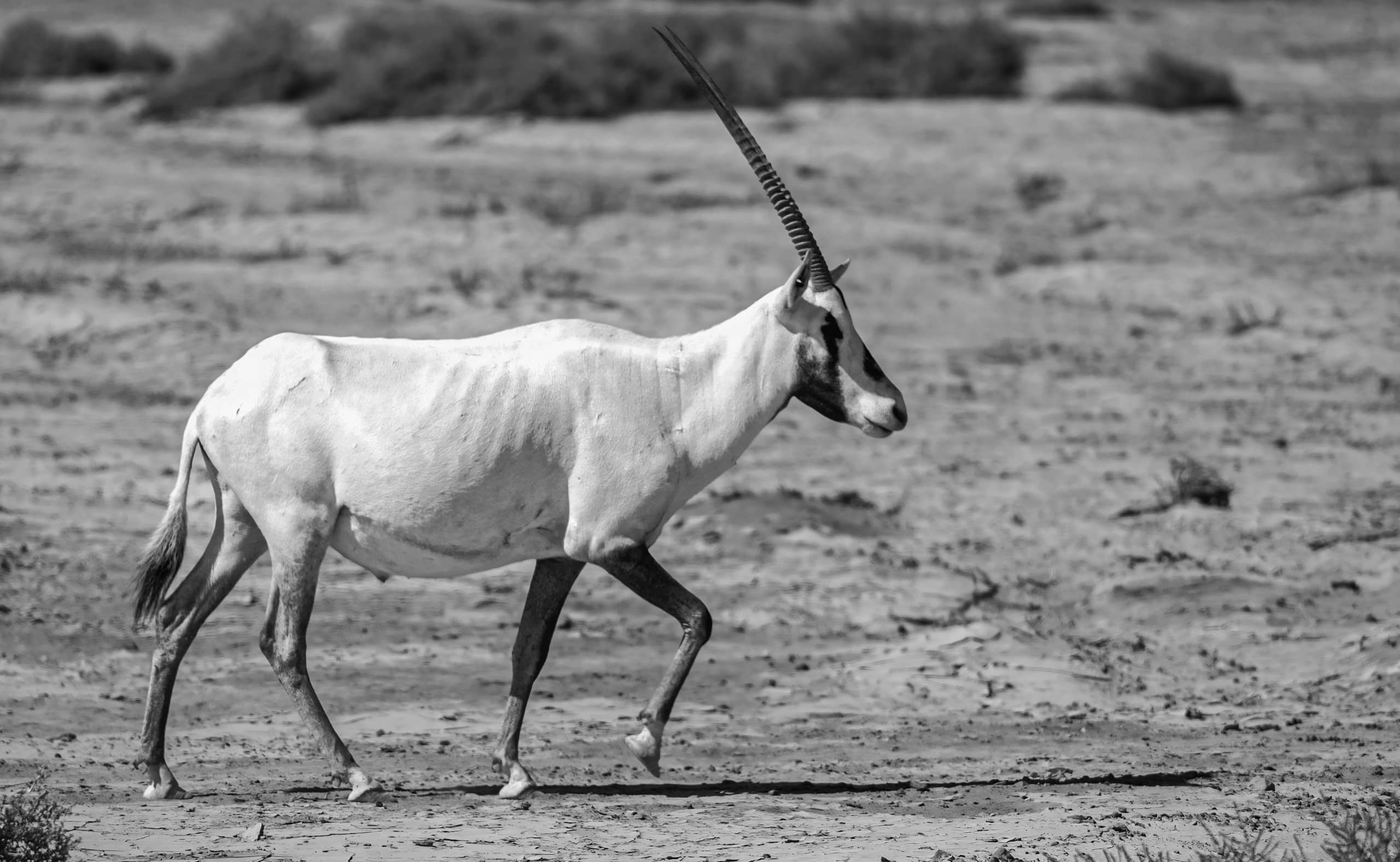 Animals Maha Jordan Azraq 0, a fine-art photograph by Ali Abu Ras