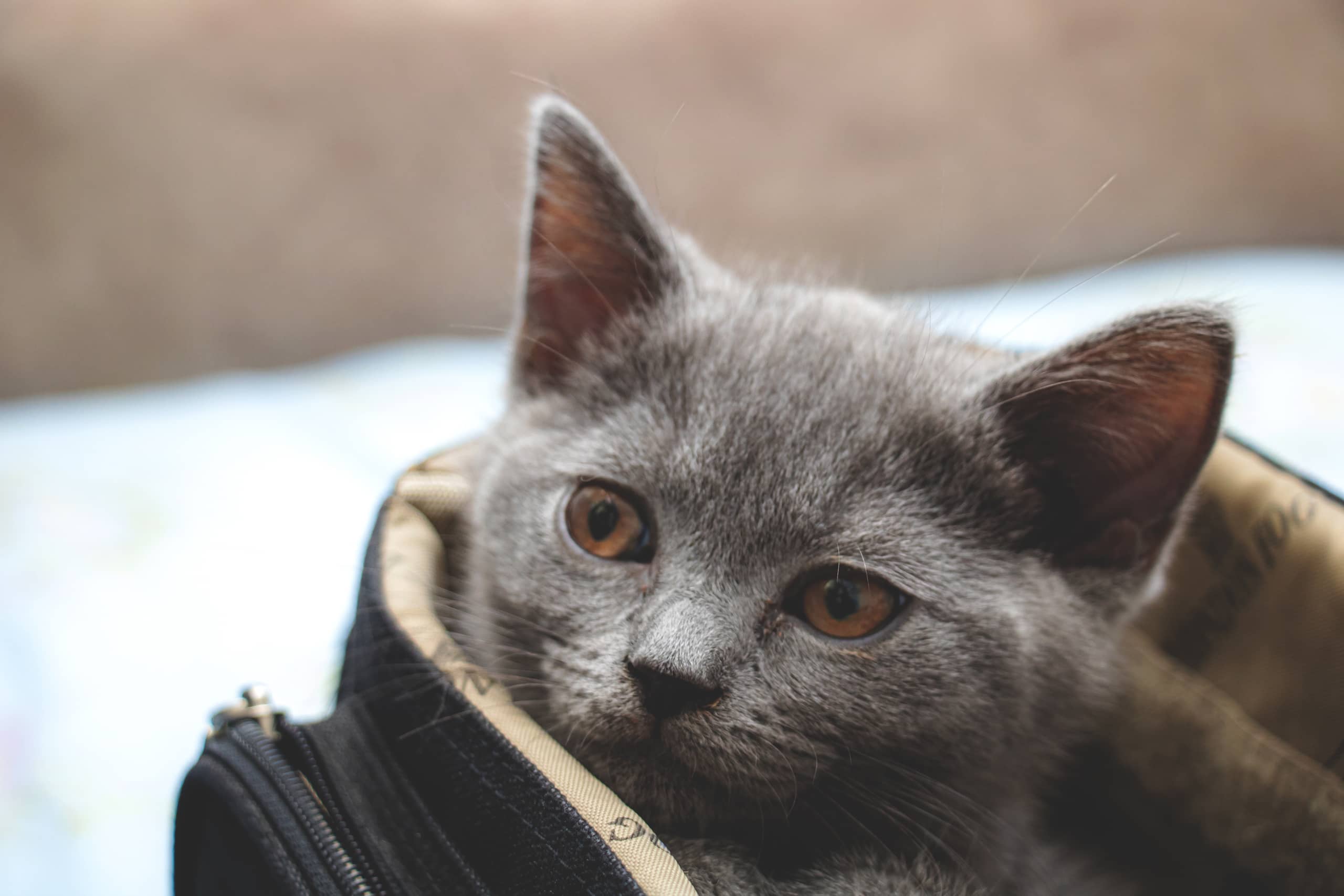 Animale CAT Gray Eyes BOX, a fine-art photograph by Ali Abu Ras
