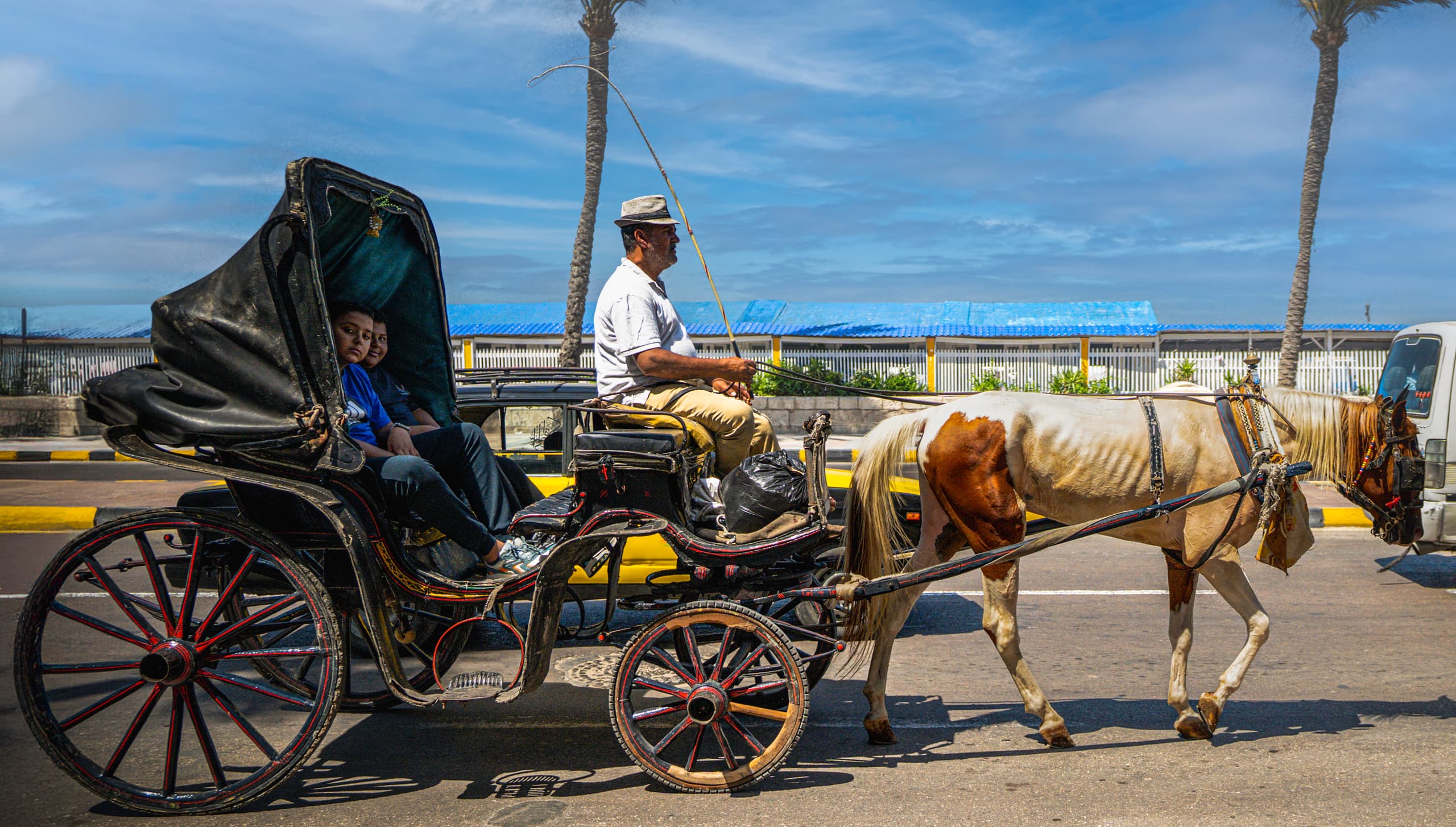 A side-profile view of a horse-drawn carriage moving right on an asphalt road in Alexandria, Egypt. A driver in a hat sits on the box holding reins, while passengers sit inside the dark hooded compartment. A white and brown horse pulls the carriage past tall palm trees.