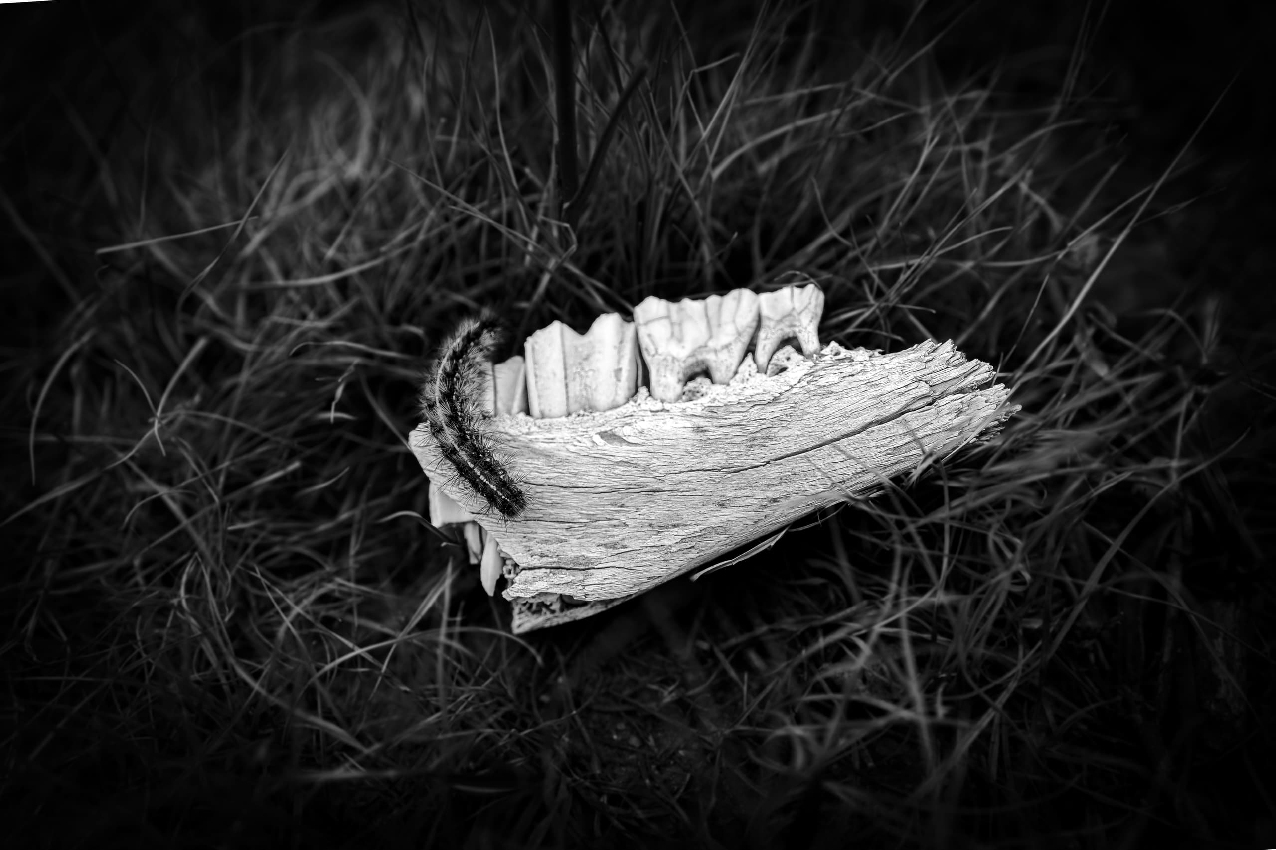 Natural Instic Grass Graessa, a fine-art photograph by Ali Abu Ras