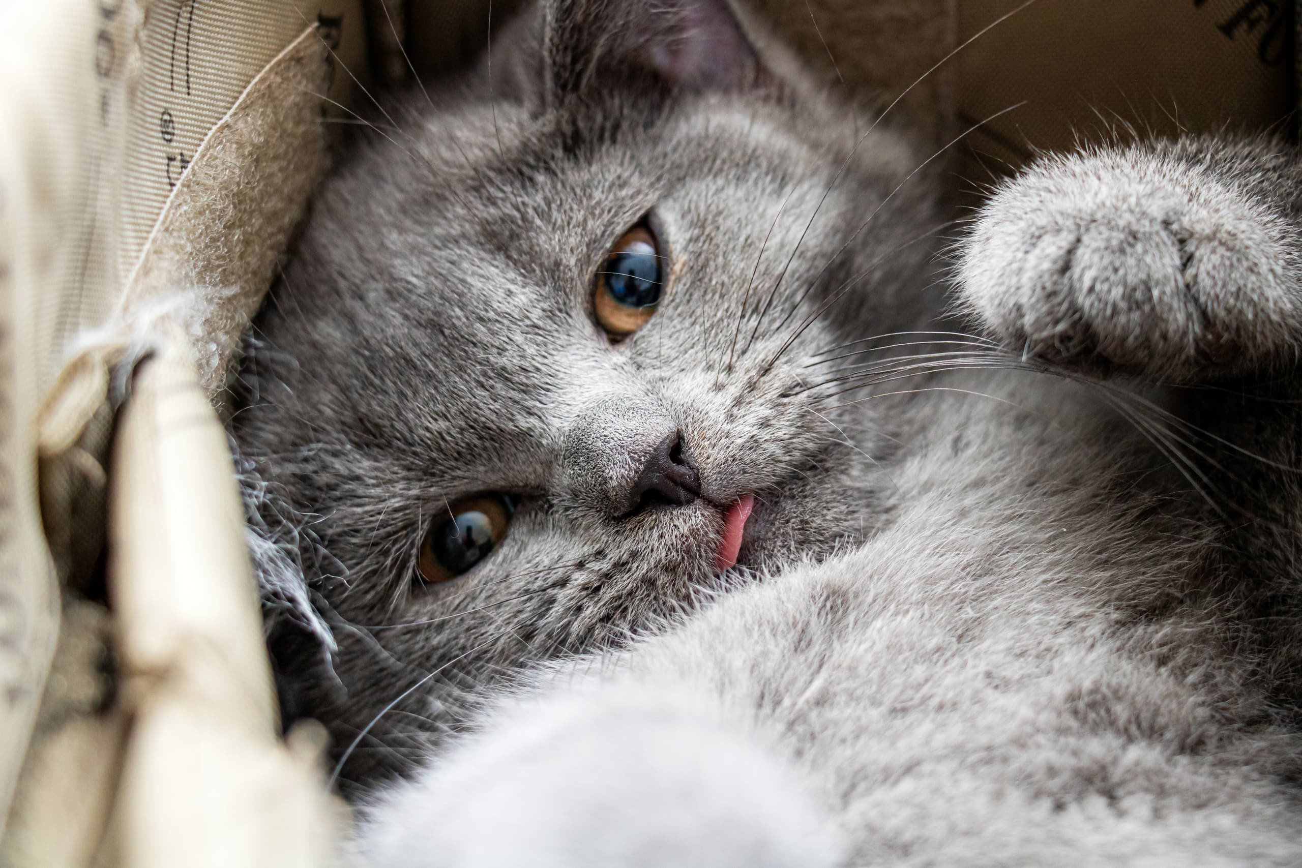 Animale CAT Gray Eyes BOX, a fine-art photograph by Ali Abu Ras