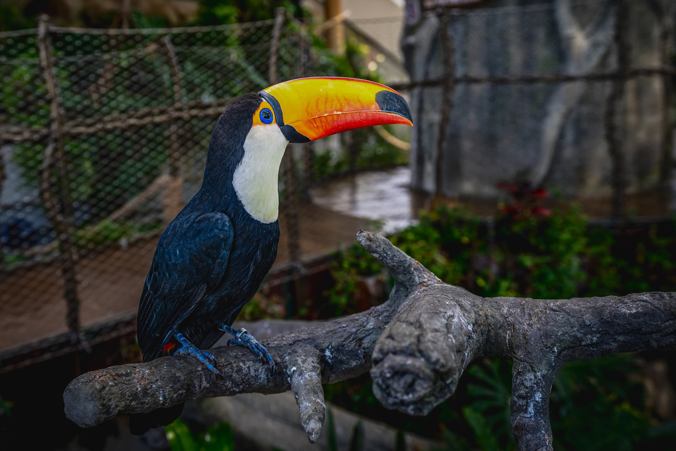 A close-up of a toco toucan perched on a textured branch, highlighting its large orange and yellow curved beak with a black tip, bright blue eye ring, and glossy black and white feathers.
