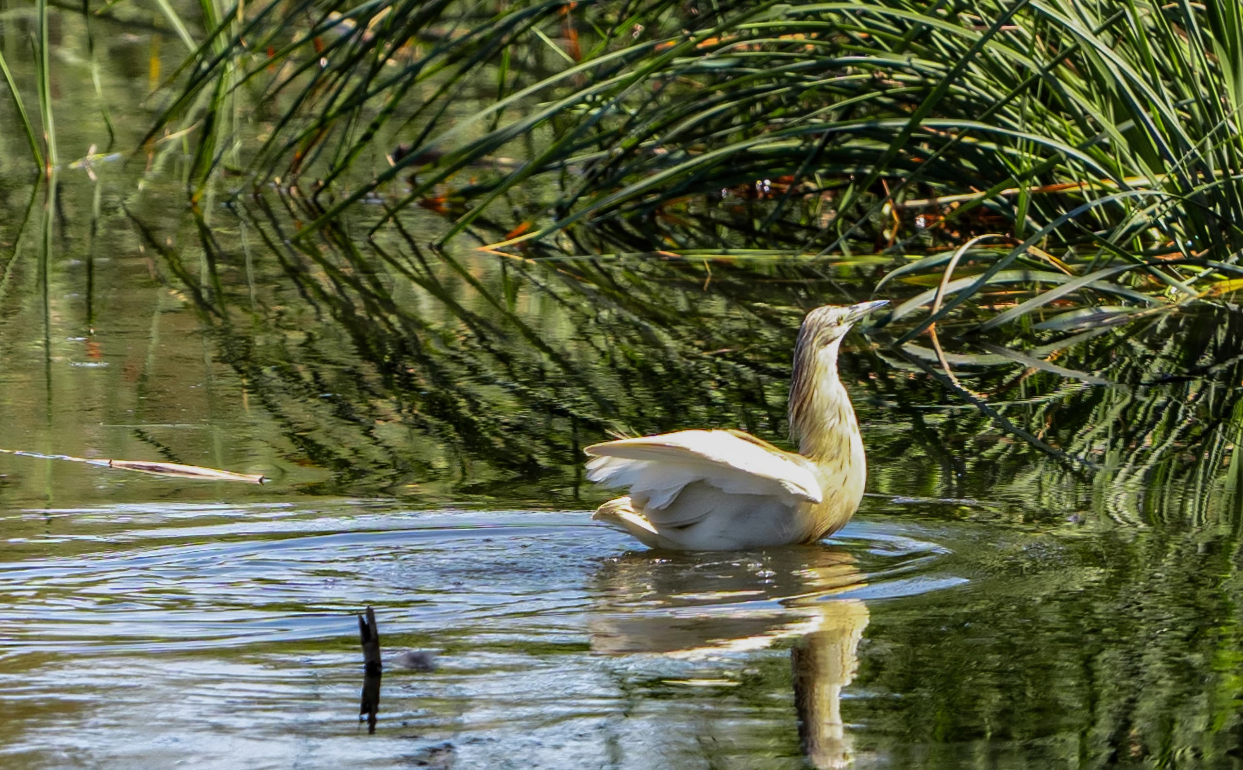 Animals Bird Bafalo Jordan Azraq, a fine-art photograph by Ali Abu Ras