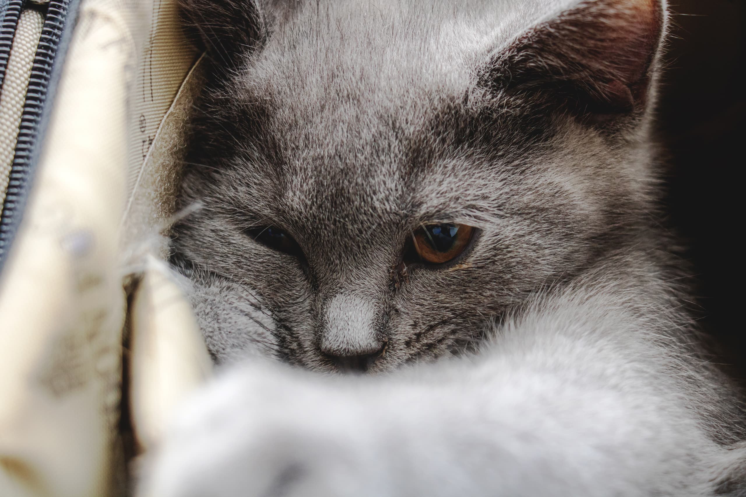 Animale CAT Gray Eyes BOX, a fine-art photograph by Ali Abu Ras