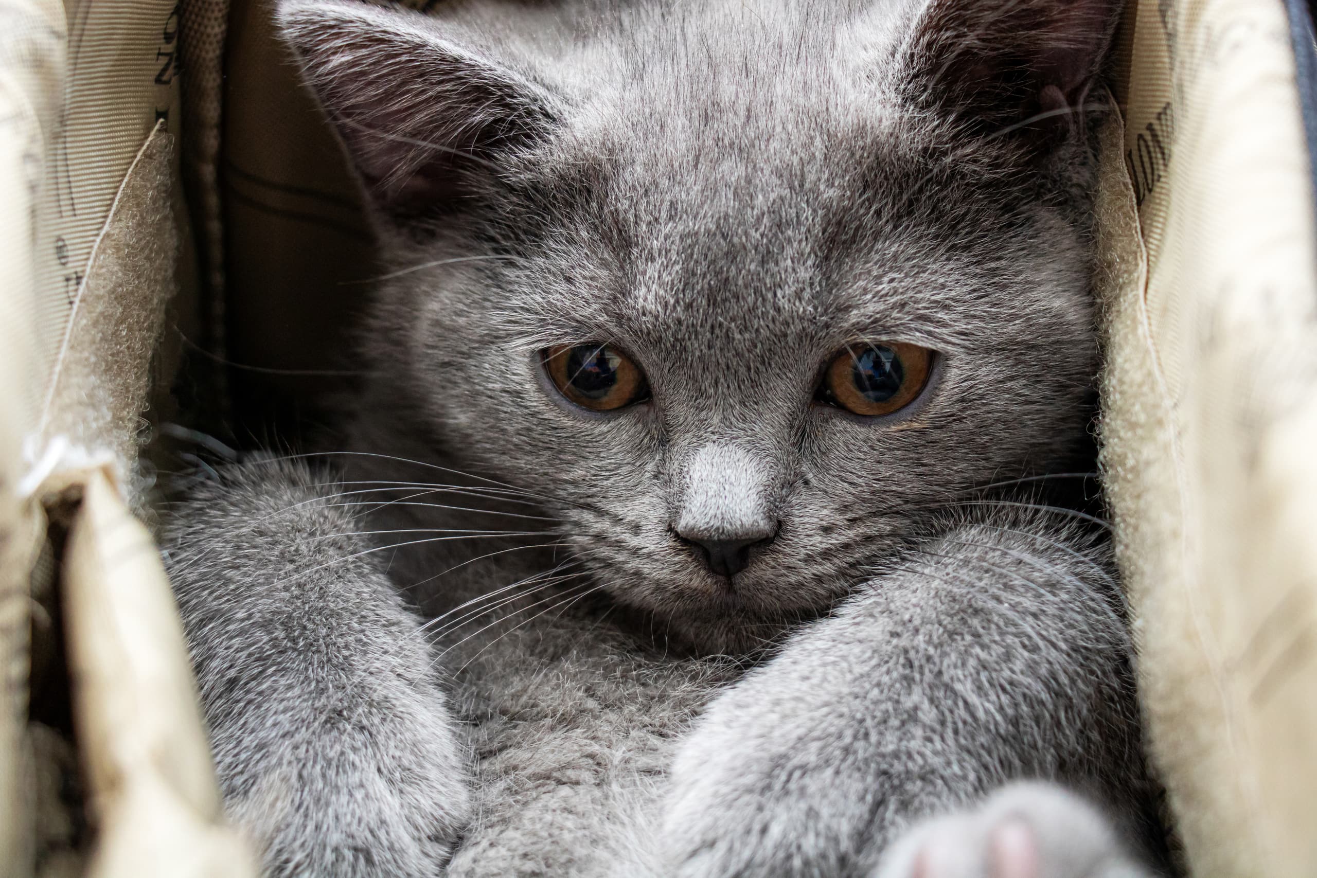 Animale CAT Gray Eyes BOX, a fine-art photograph by Ali Abu Ras