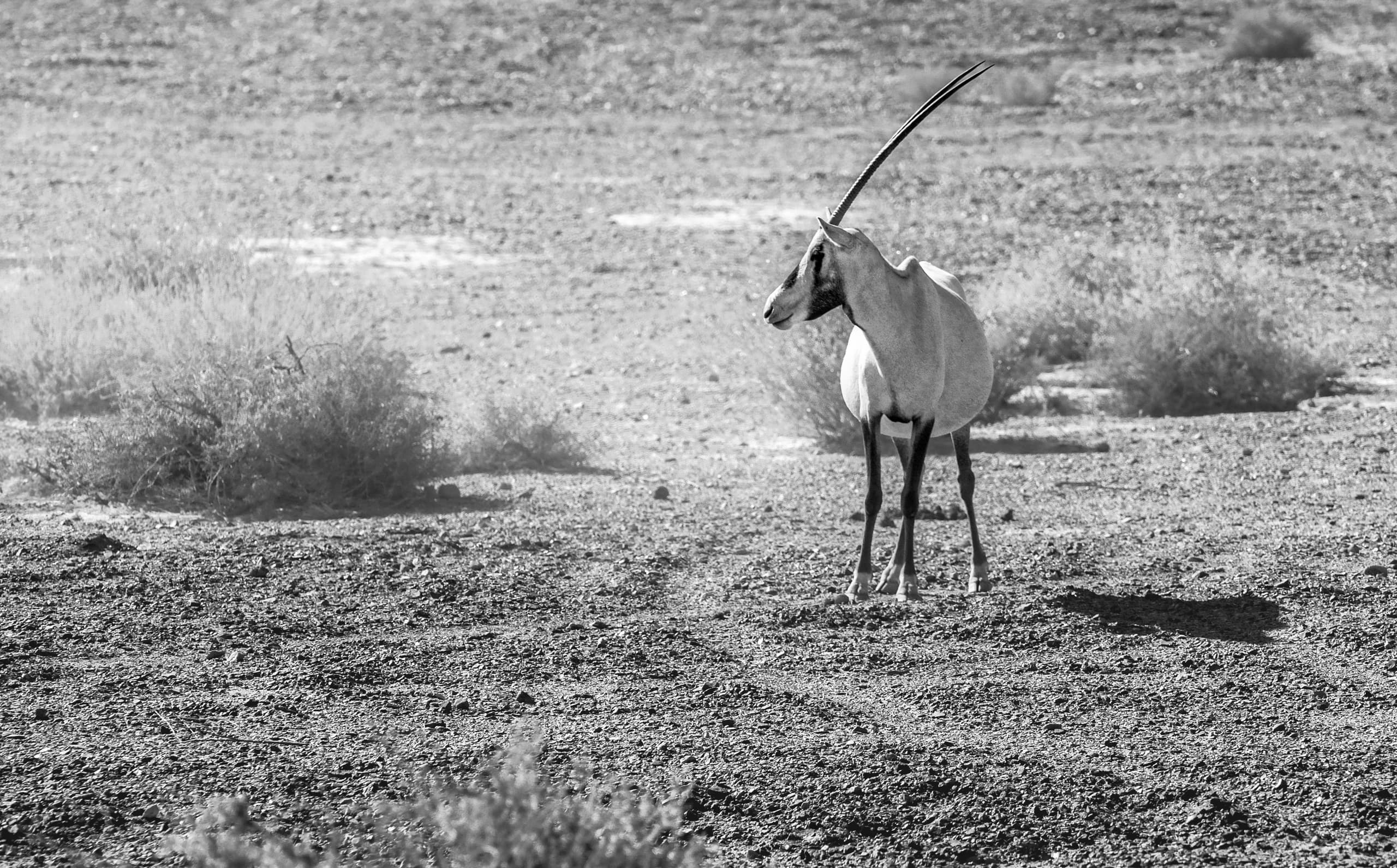 Animals Maha Jordan Azraq, a fine-art photograph by Ali Abu Ras