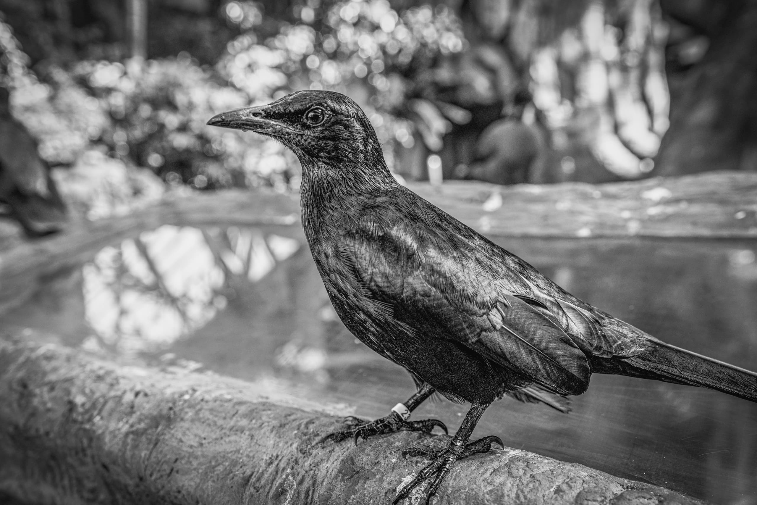 A close-up black and white photograph of a dark bird perched on a textured stone ledge with a water basin reflecting soft light in the background.