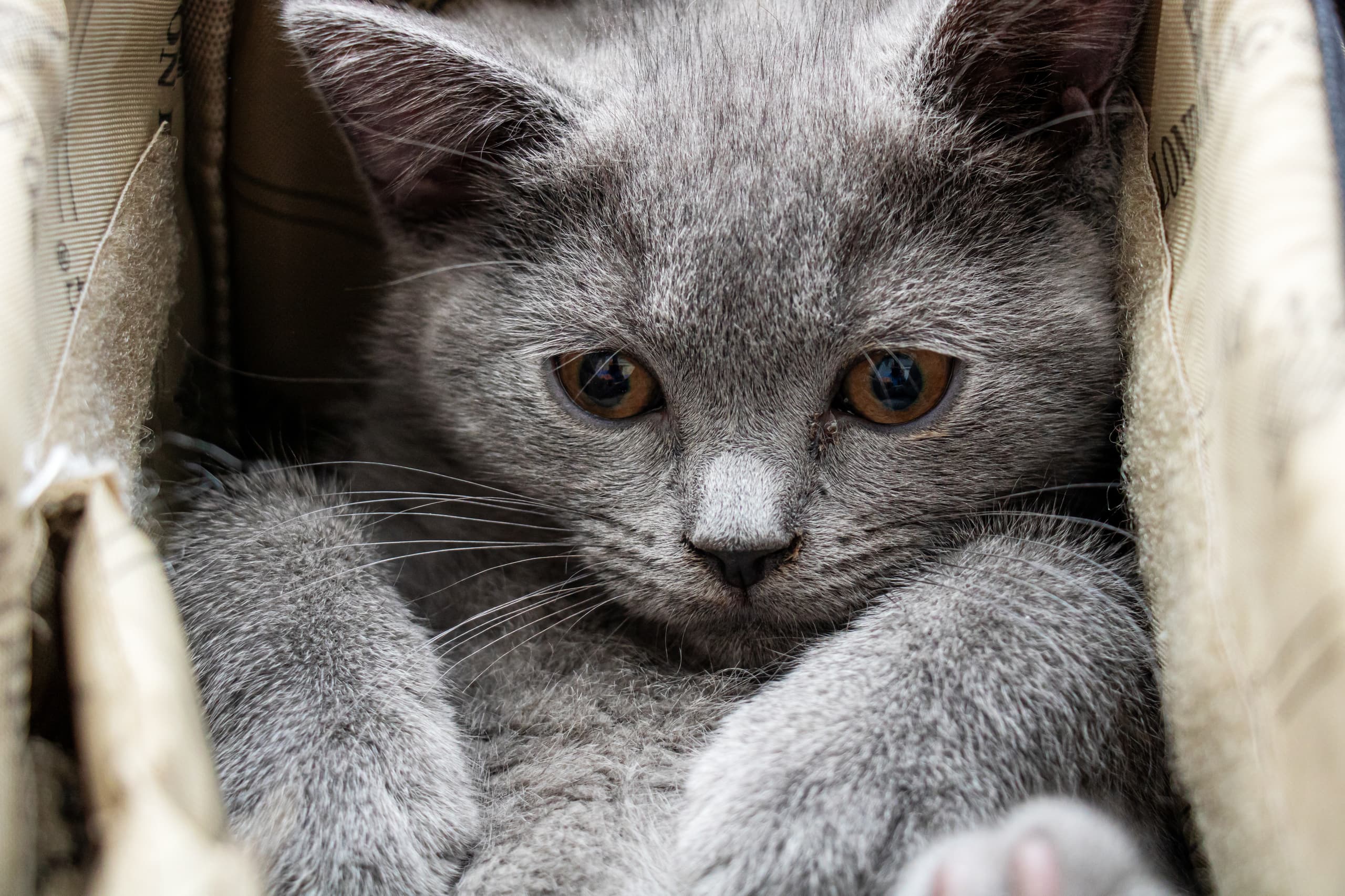 Animale CAT Gray Eyes BOX, a fine-art photograph by Ali Abu Ras