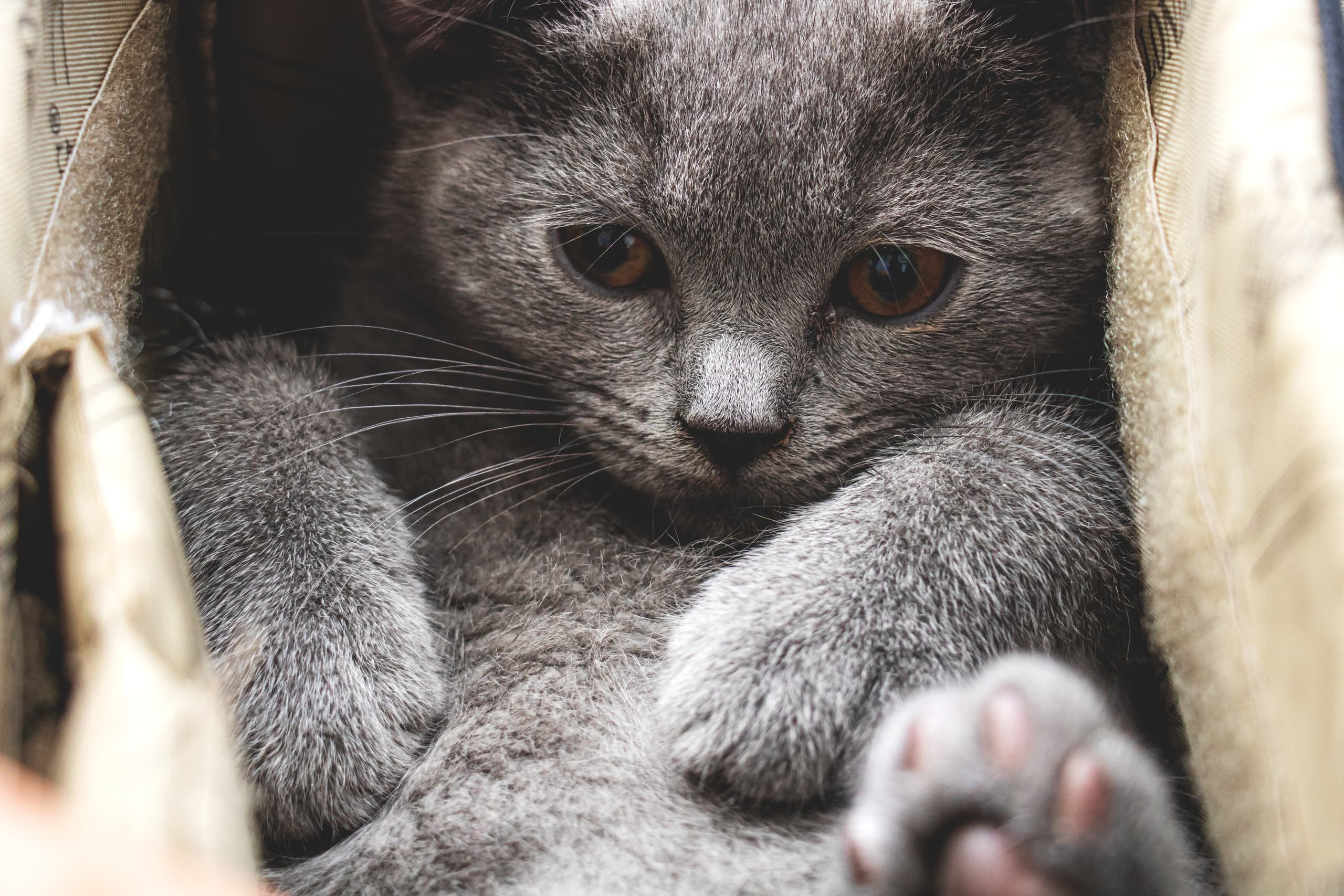 Animale CAT Gray Eyes BOX, a fine-art photograph by Ali Abu Ras
