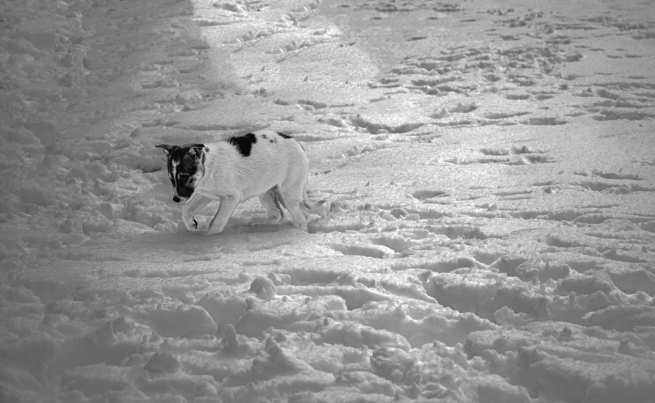 Animals Snow Dogs, a fine-art photograph by Ali Abu Ras