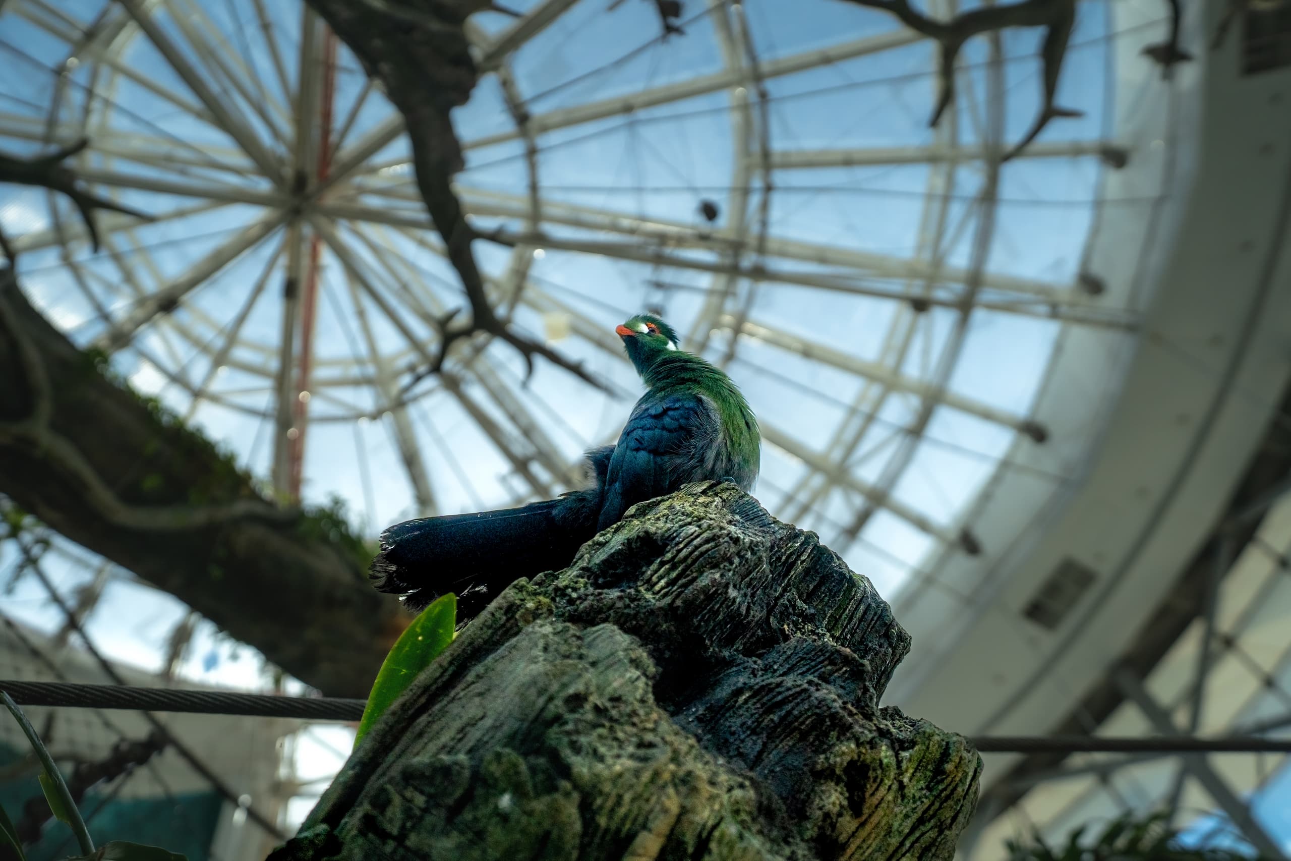 A green and blue bird with a red beak rests on a mossy tree stump, viewed from a low angle against a massive circular glass atrium roof.