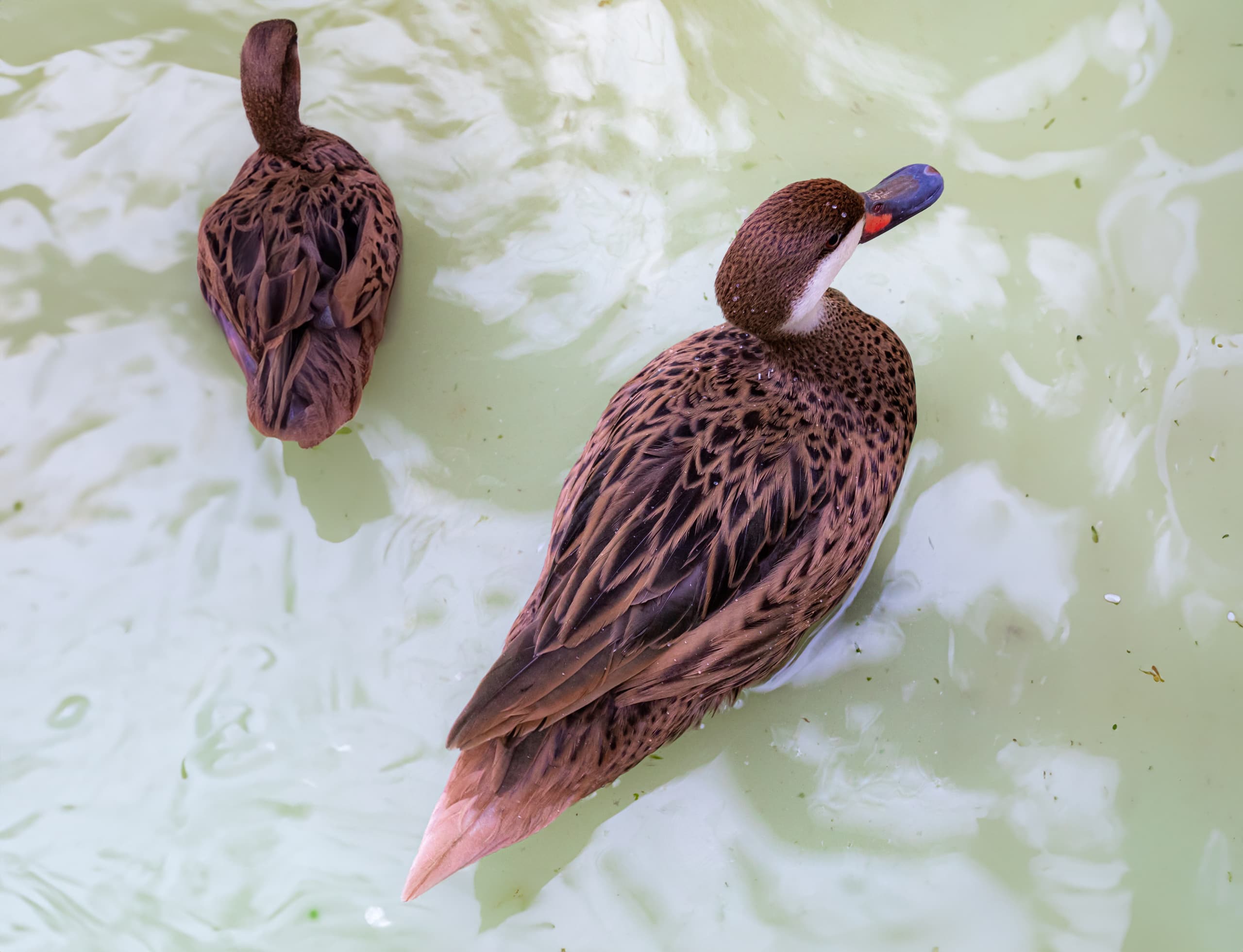Animals Duck Simg, a fine-art photograph by Ali Abu Ras