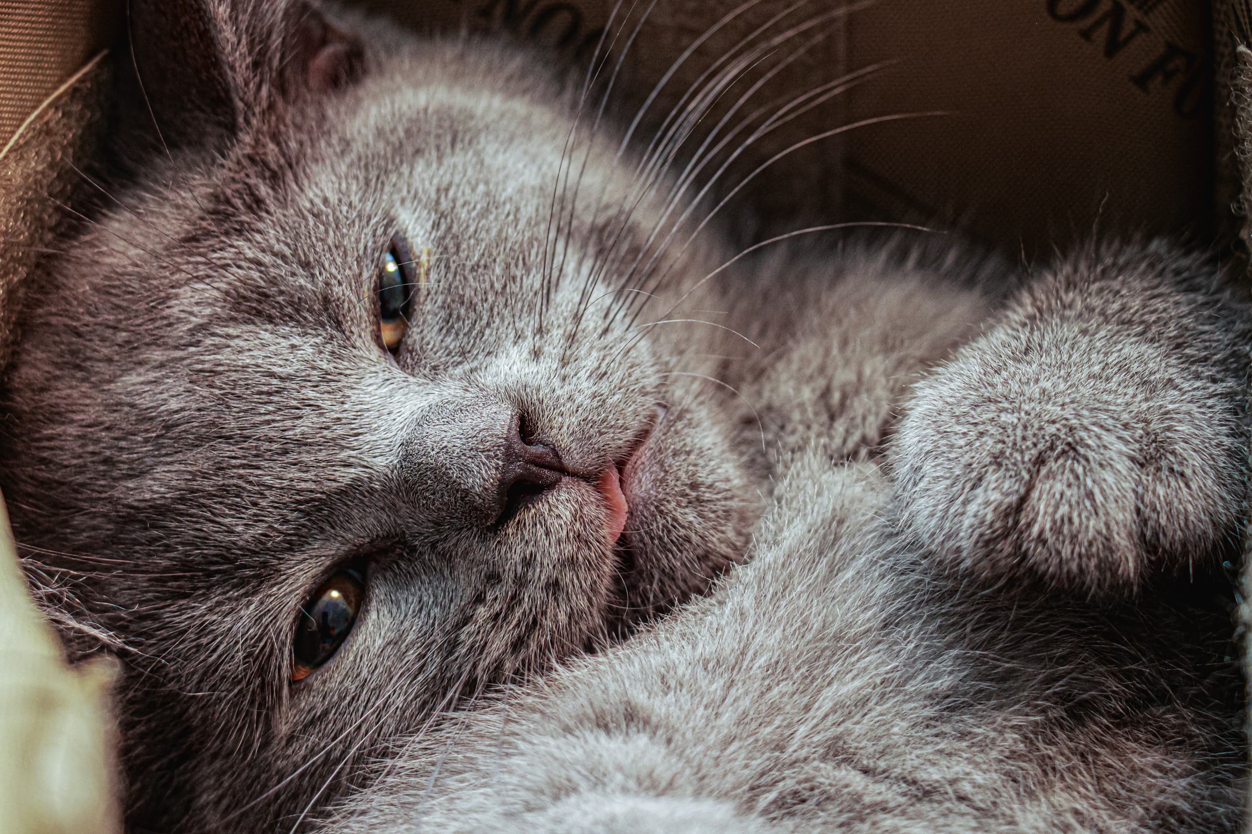 Animale CAT Gray Eyes BOX, a fine-art photograph by Ali Abu Ras
