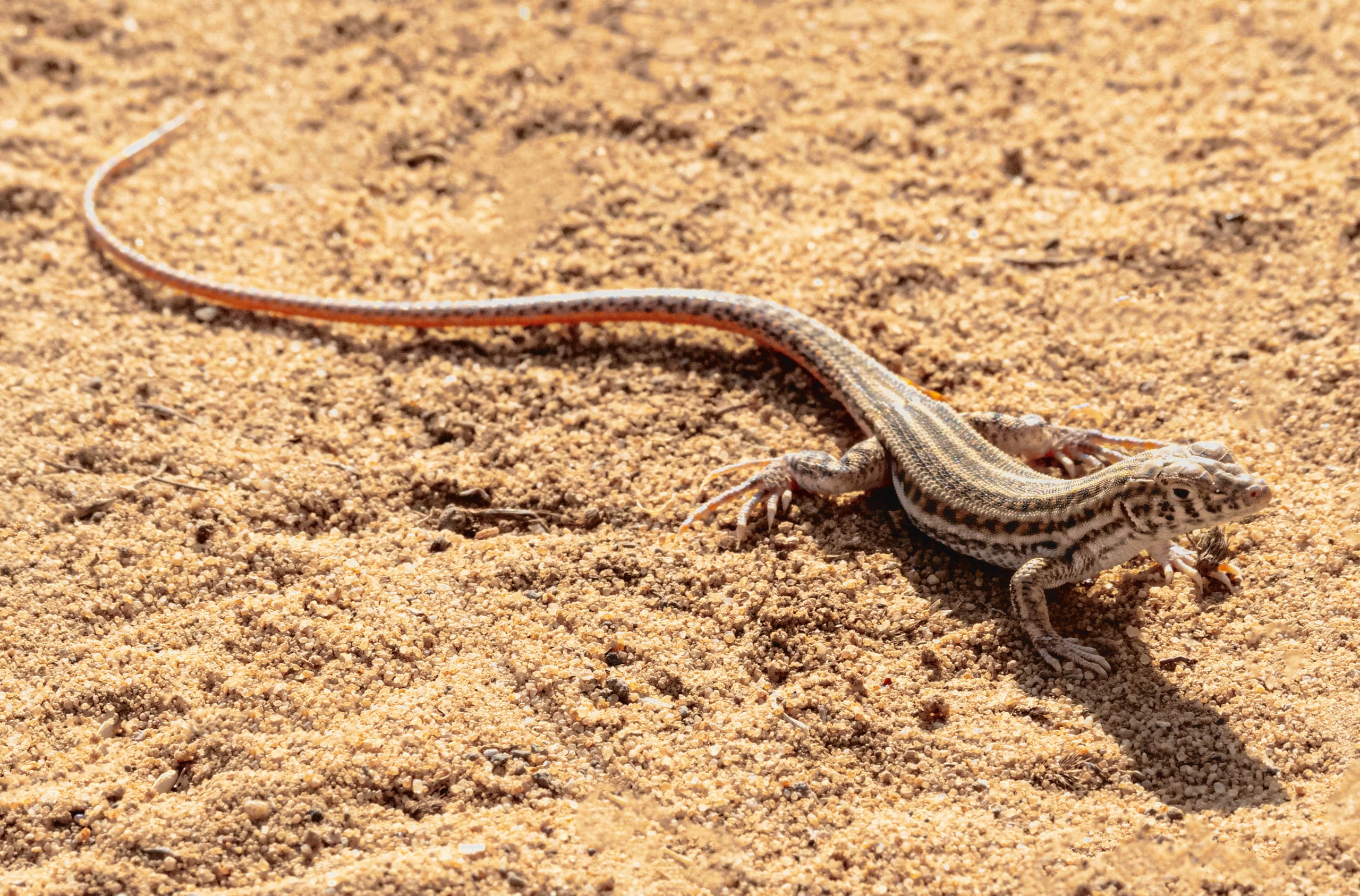 Animal Lezard XXL, a fine-art photograph by Ali Abu Ras