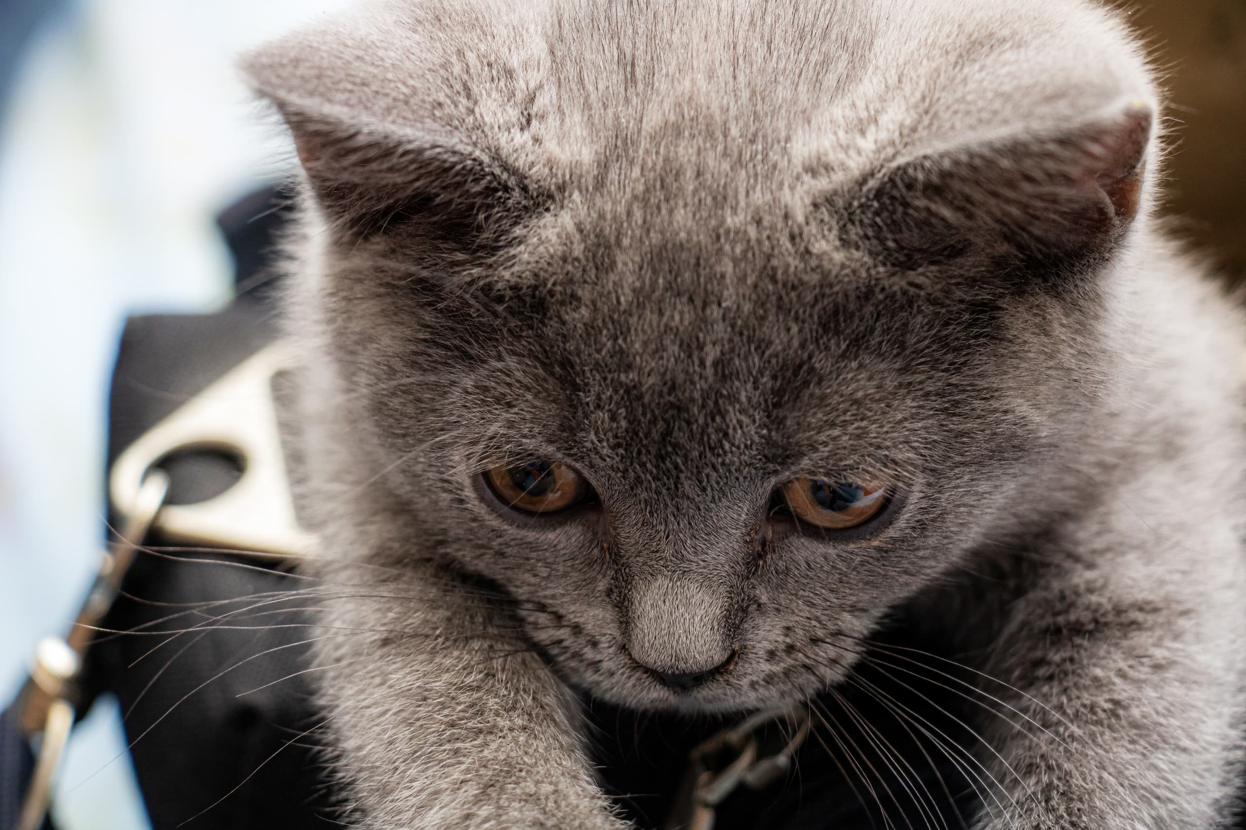 Animale CAT Gray Eyes BOX, a fine-art photograph by Ali Abu Ras