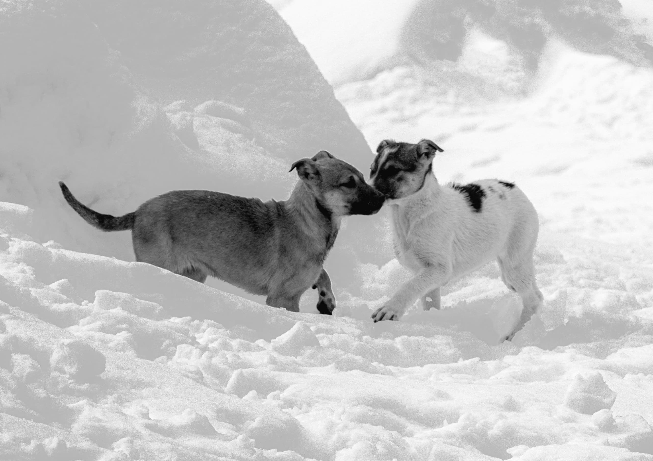 Animals Snow Dogs 0, a fine-art photograph by Ali Abu Ras
