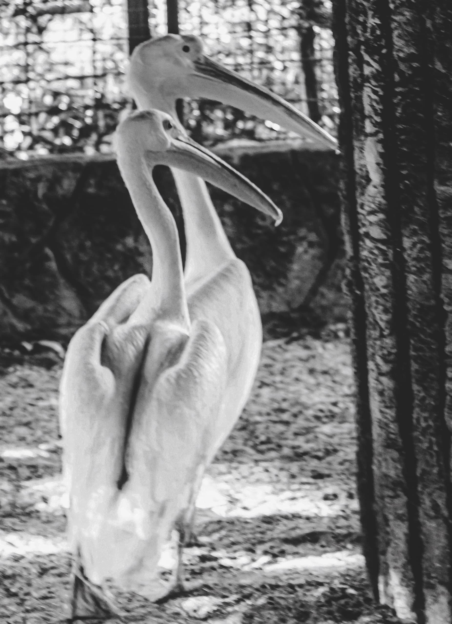 Animals 2 Birds Looking Black AND White, a fine-art photograph by Ali Abu Ras
