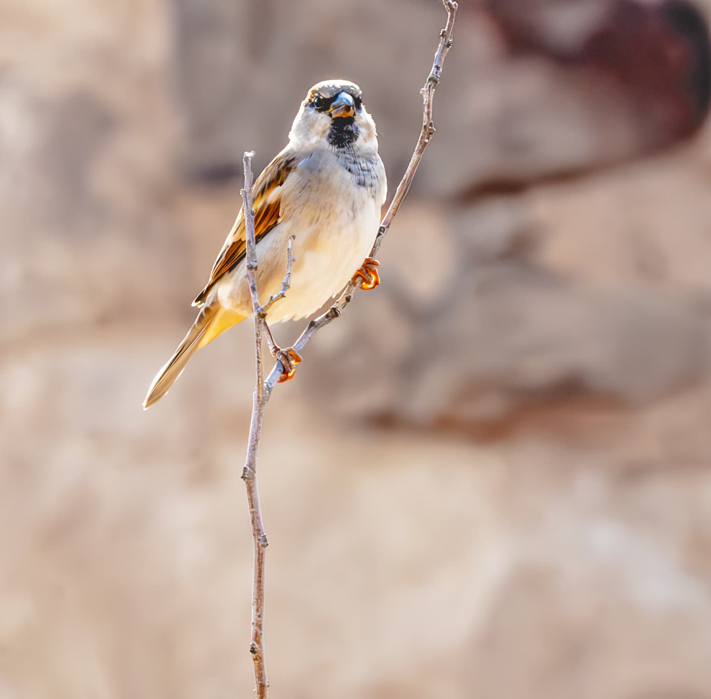 Animals Bird Daha Jordan 0, a fine-art photograph by Ali Abu Ras