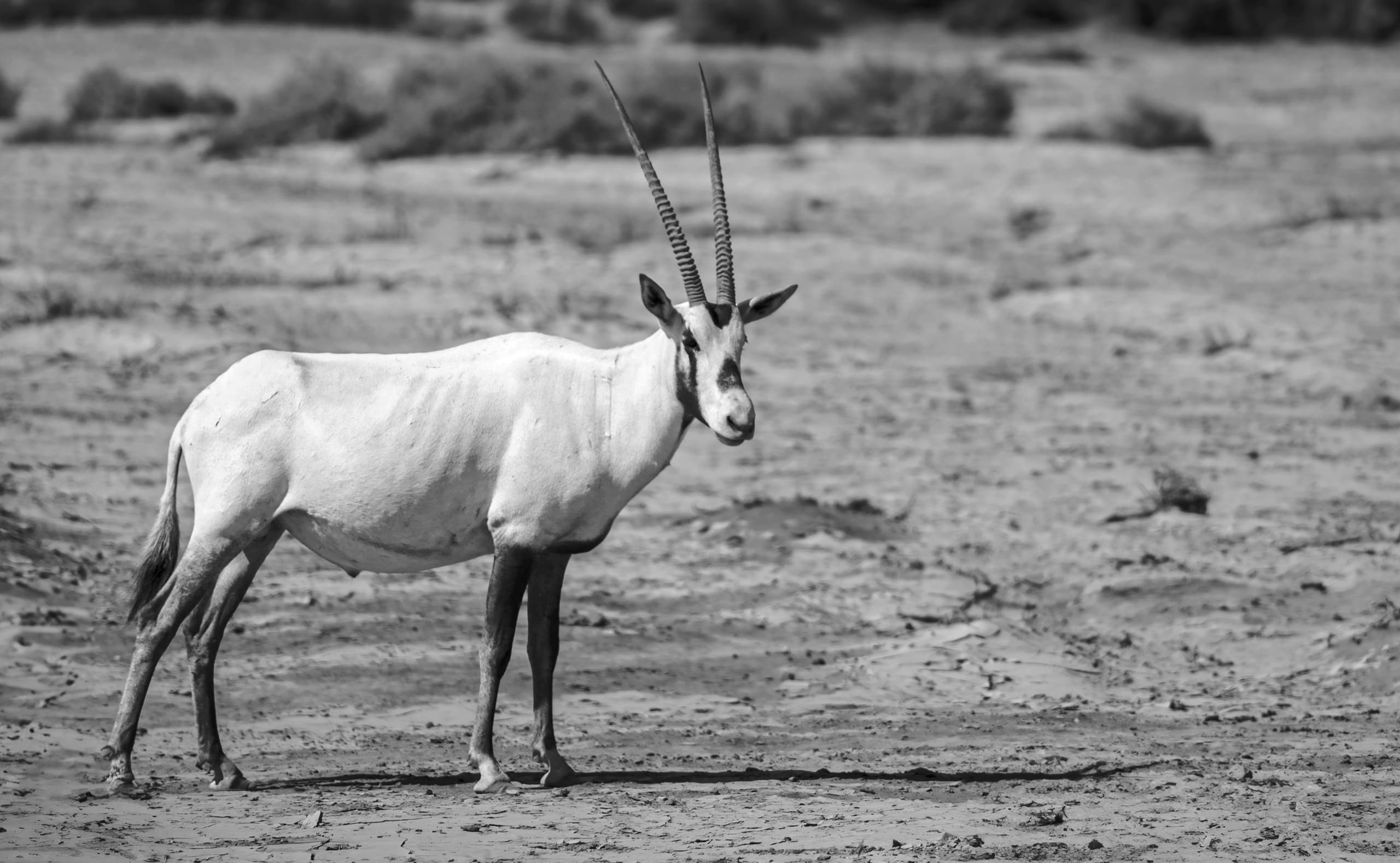 Animals Maha Jordan Azraq 2, a fine-art photograph by Ali Abu Ras